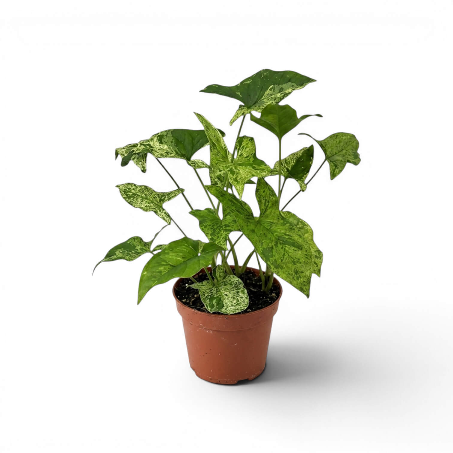 Syngonium Mottled mit grün, limettengrün und cremefarben gemusterten Blättern vor weißem Hintergrund