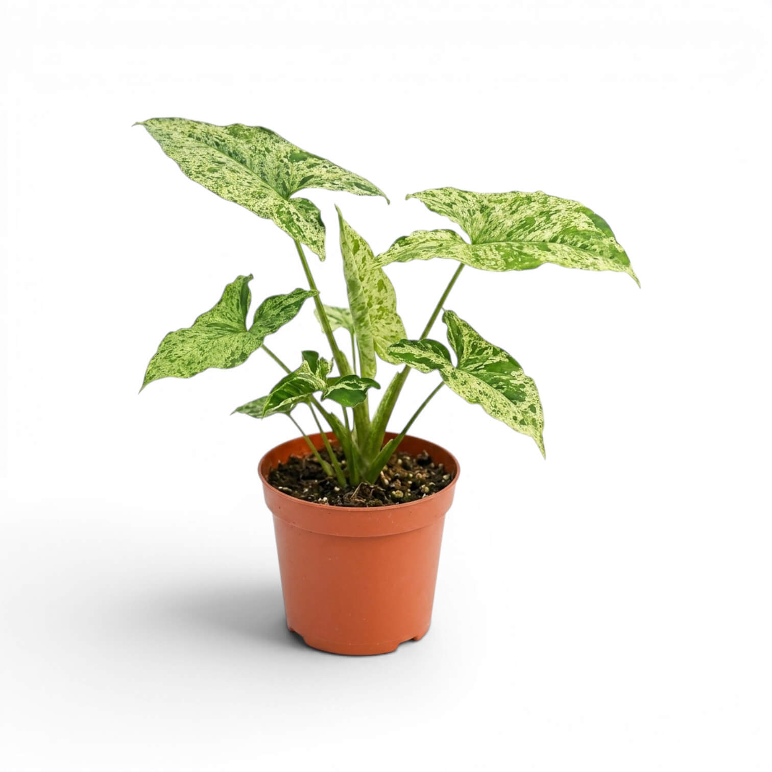 Syngonium Mottled mit grün, limettengrün und cremefarben gemusterten Blättern vor weißem Hintergrund