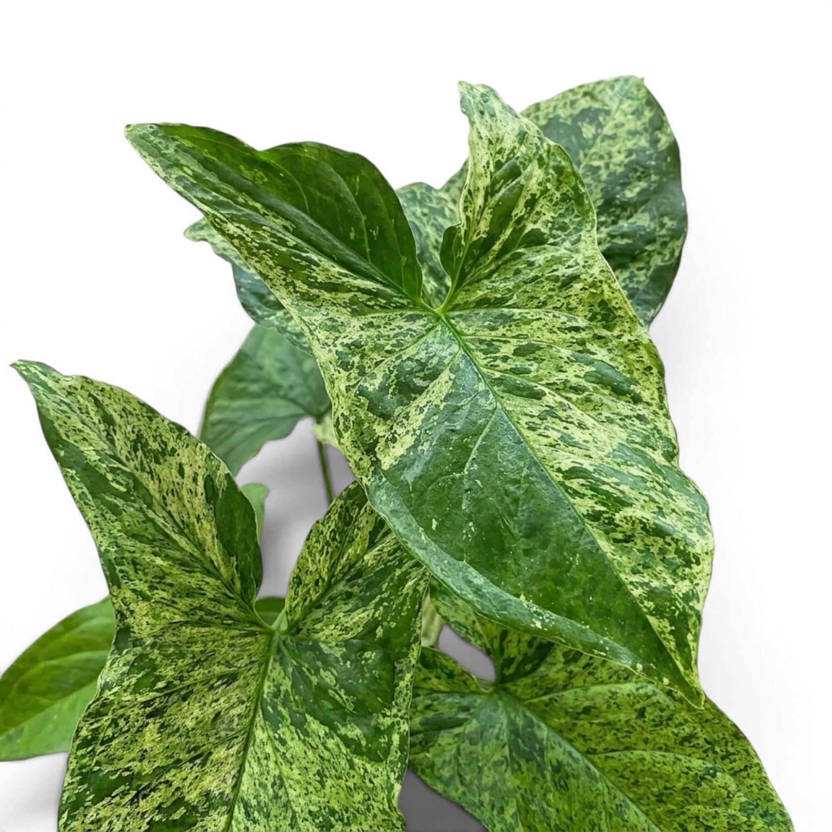 Nahaufnahme grün-limettengrün marmorierter Blätter von Syngonium Mottled vor weißem Hintergrund