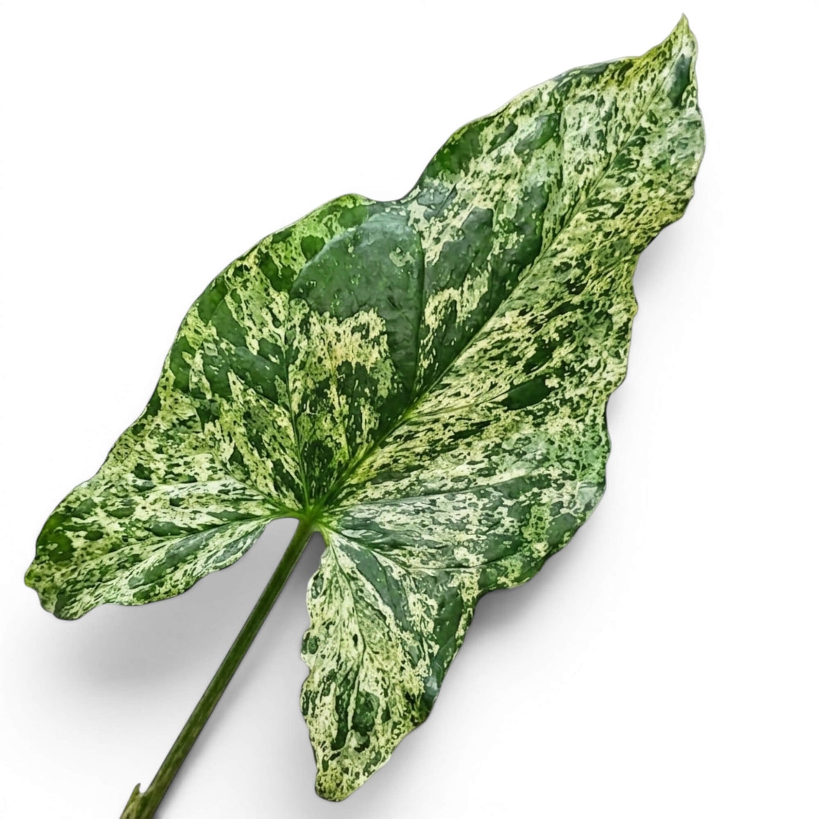 Nahaufnahme eines marmoriert panaschierten Blattes von Syngonium Mottled vor weißem Hintergrund
