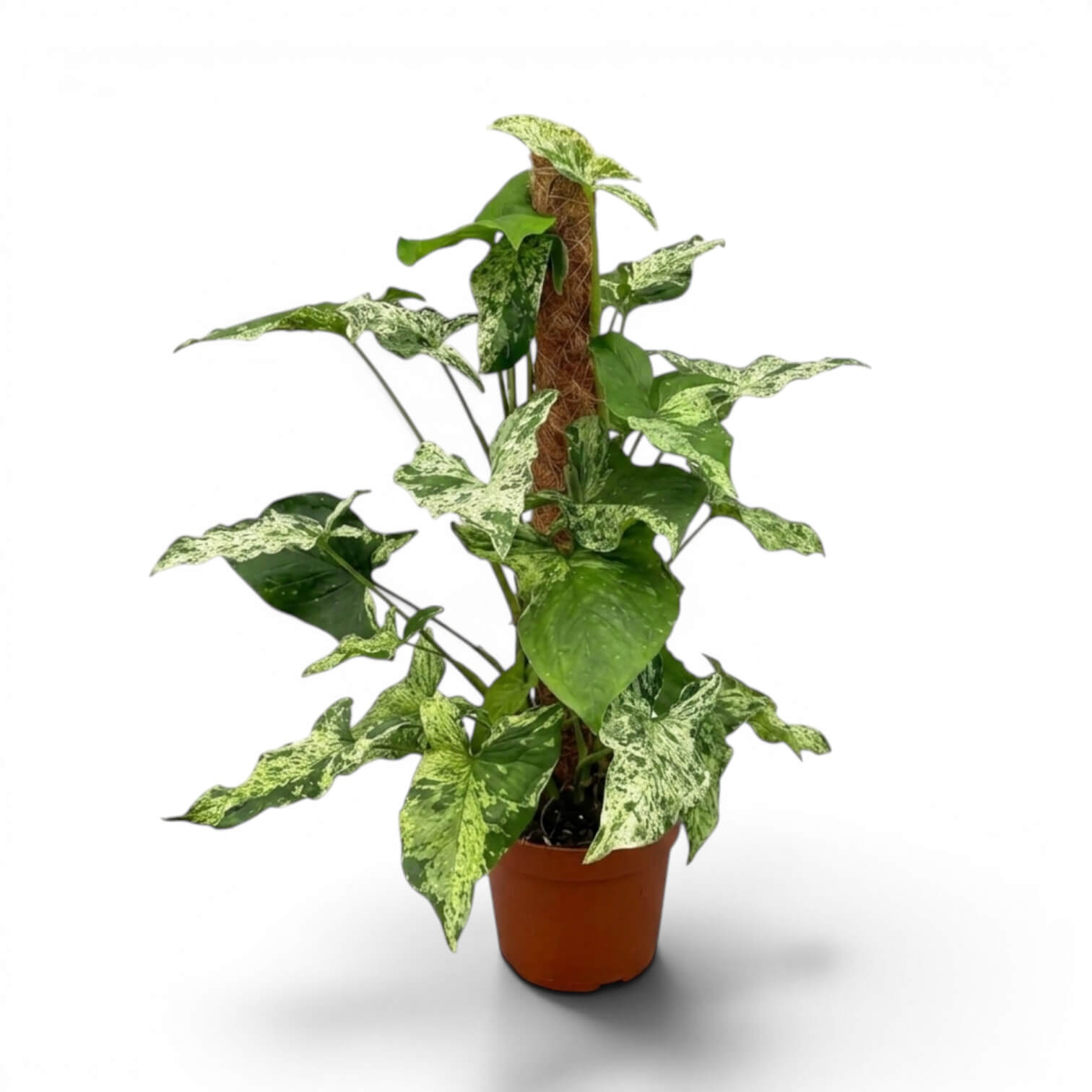 Syngonium Mottled am Moosstab mit grünen und limettengrünen Blättern vor weißem Hintergrund