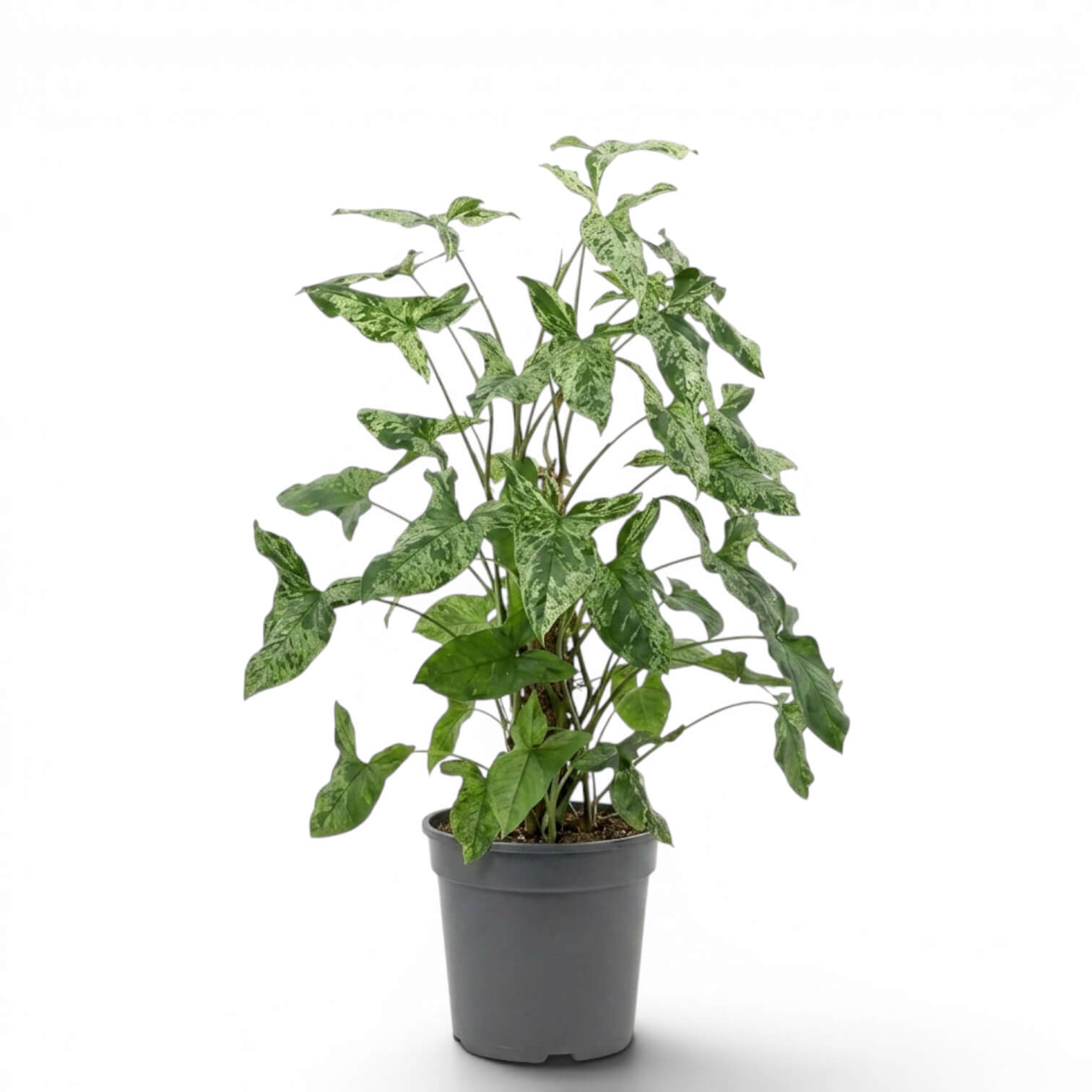 Syngonium Mottled am Moosstab mit grünen und limettengrünen Blättern vor weißem Hintergrund