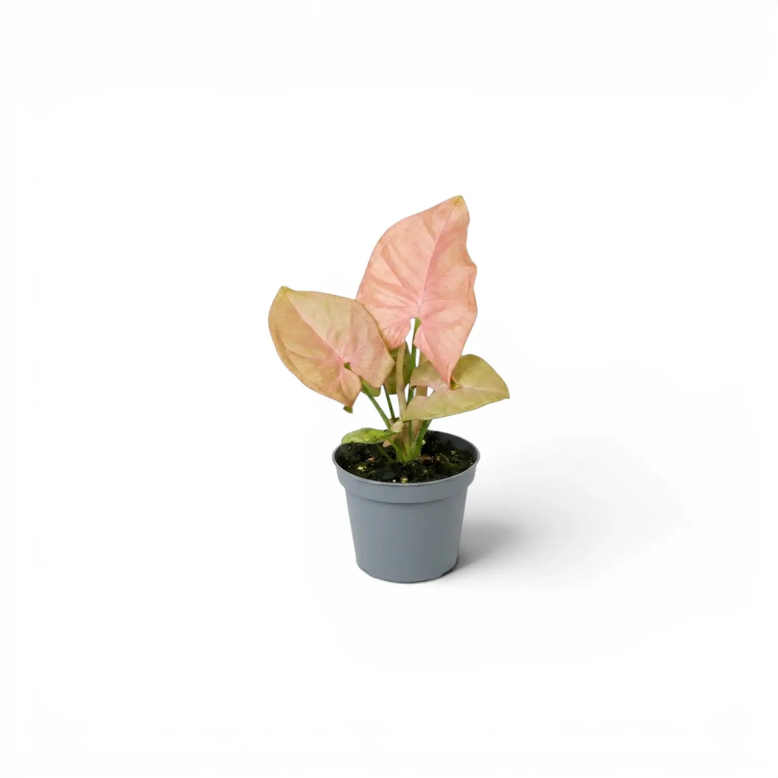 Kleine Jungpflanze von Syngonium Neon mit grün-rosa Blättern im Kulturtopf vor weißem Hintergrund