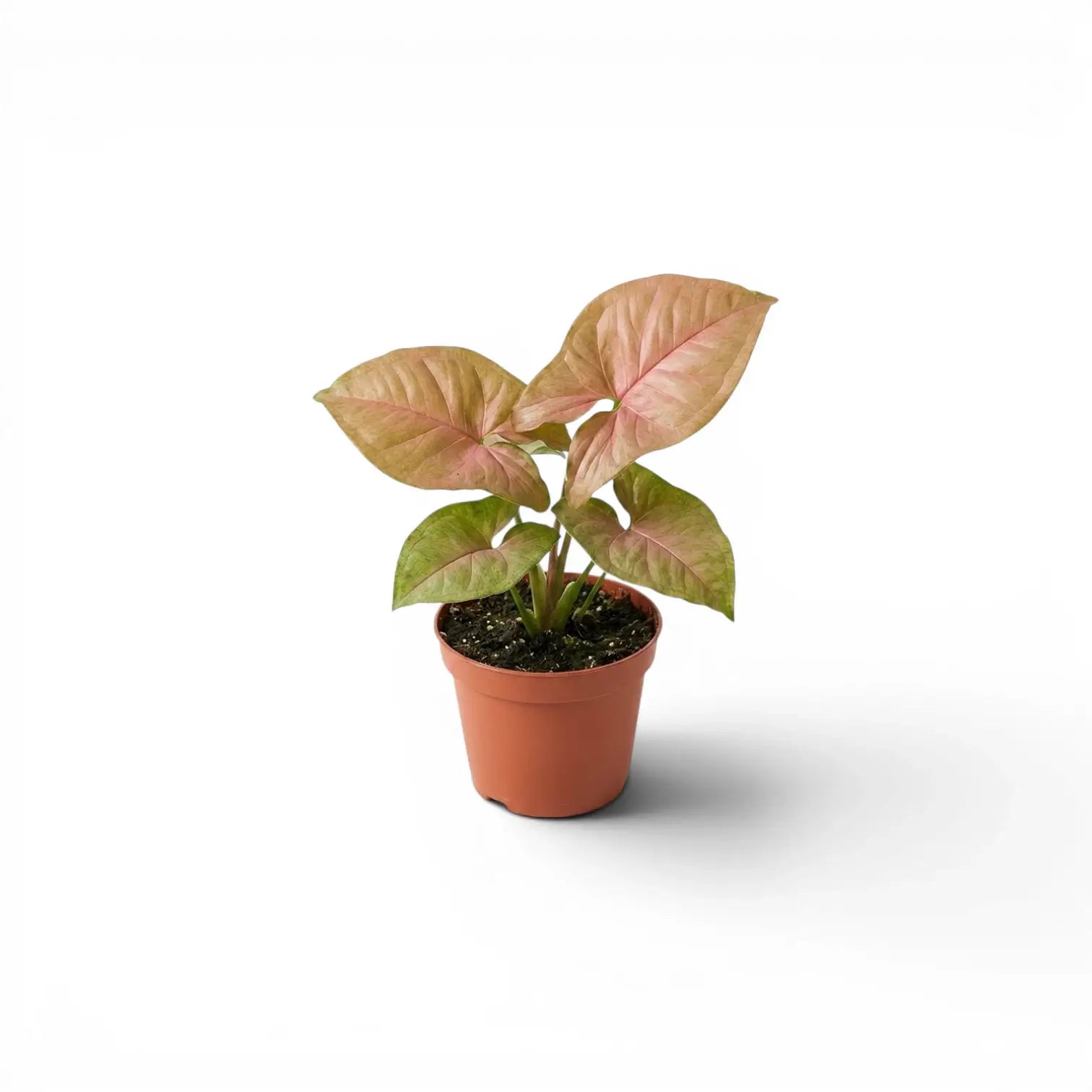 Jungpflanze von Syngonium Neon mit grün-rosa Blättern im Kulturtopf vor weißem Hintergrund
