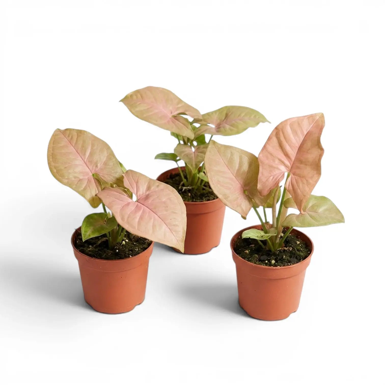 Drei Jungpflanzen von Syngonium Neon mit rosa-grünen Blättern vor weißem Hintergrund