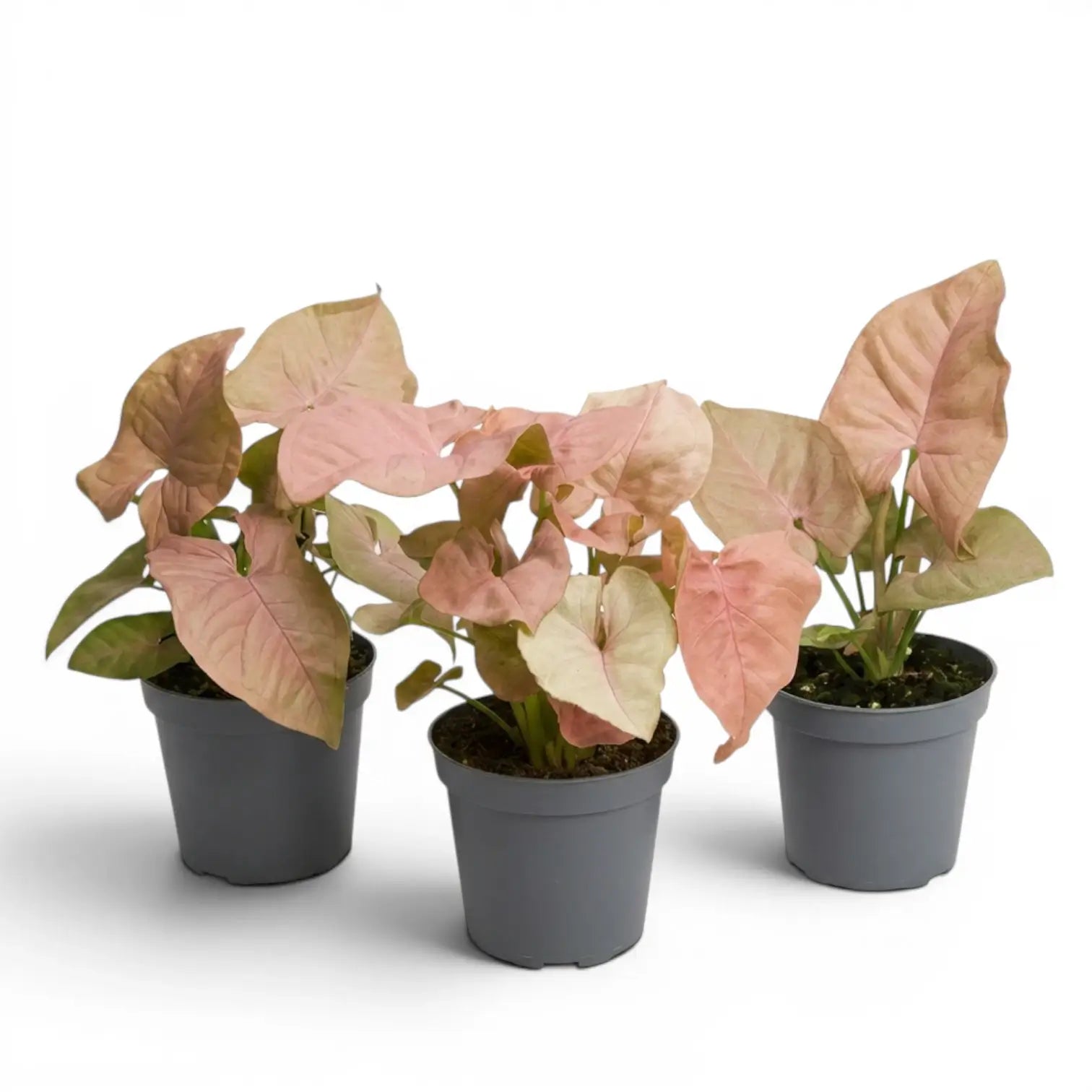 Drei Jungpflanzen von Syngonium Neon mit rosa-grünen Blättern vor weißem Hintergrund