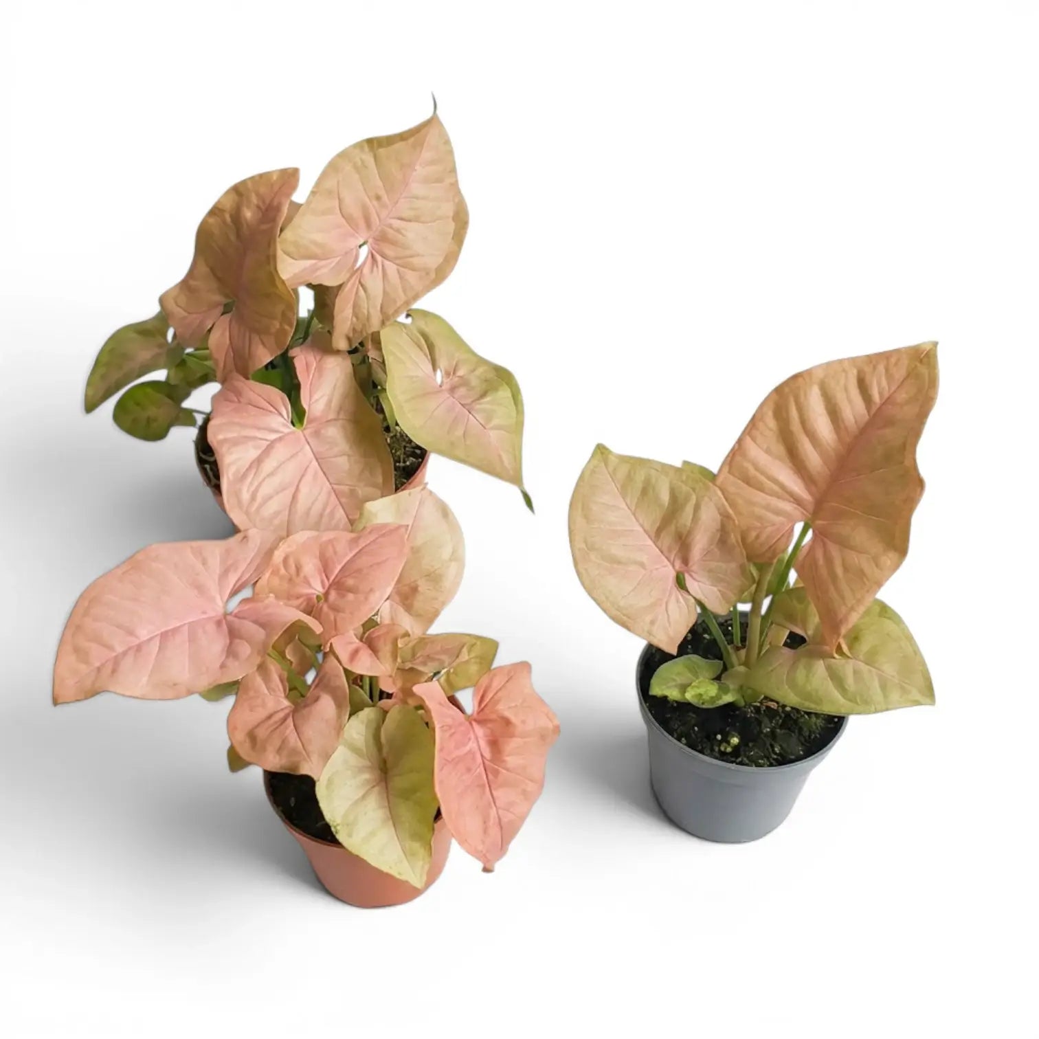 Drei Jungpflanzen von Syngonium Neon mit rosa-grünen Blättern vor weißem Hintergrund