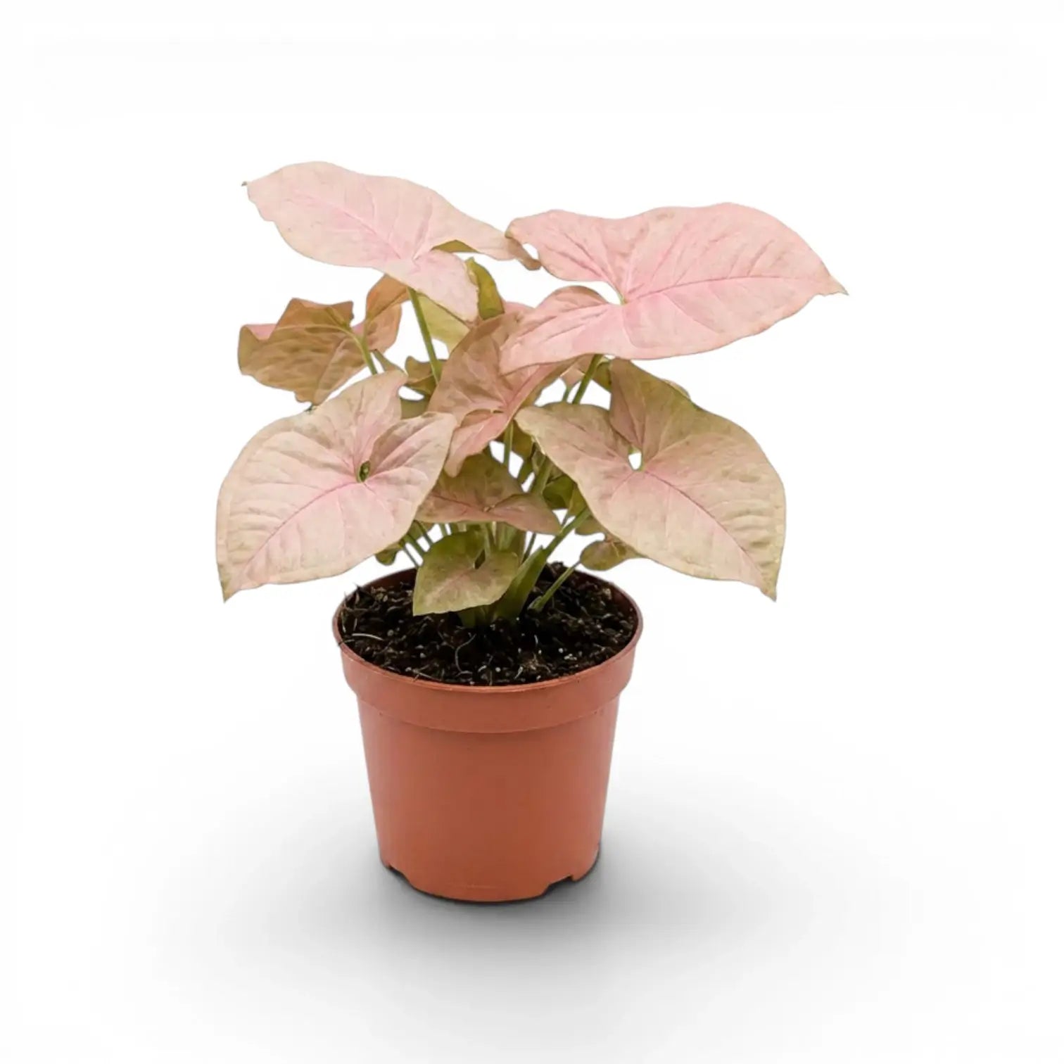 Syngonium Neon mit rosa-grünen Blättern im Topf vor weißem Hintergrund