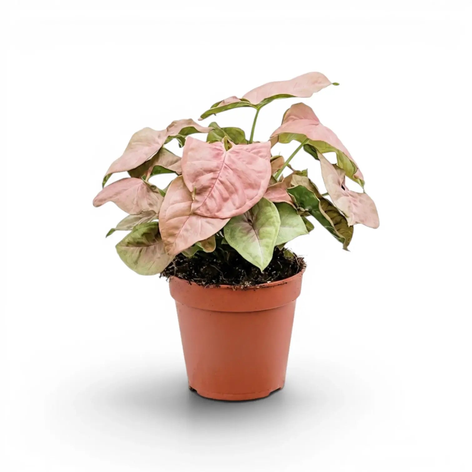 Syngonium Neon mit rosa-grünen Blättern im Topf vor weißem Hintergrund