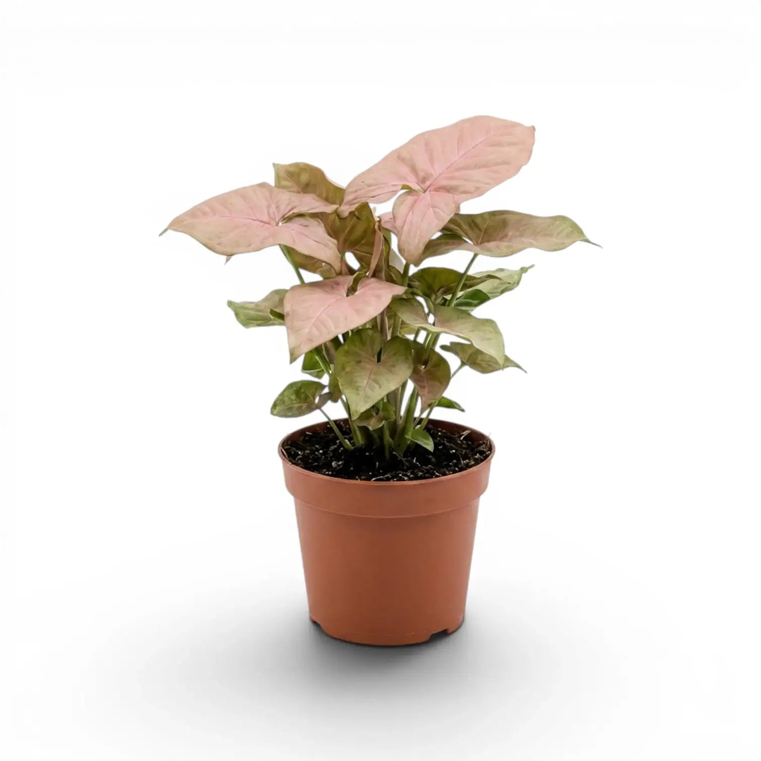 Syngonium Neon mit rosa-grünen Blättern im Topf vor weißem Hintergrund