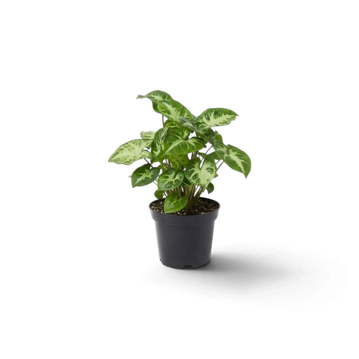 Kompaktes Syngonium 'Pixie' im Kulturtopf mit grünen, pfeilförmigen Blättern und cremefarbenen Blattmitten.