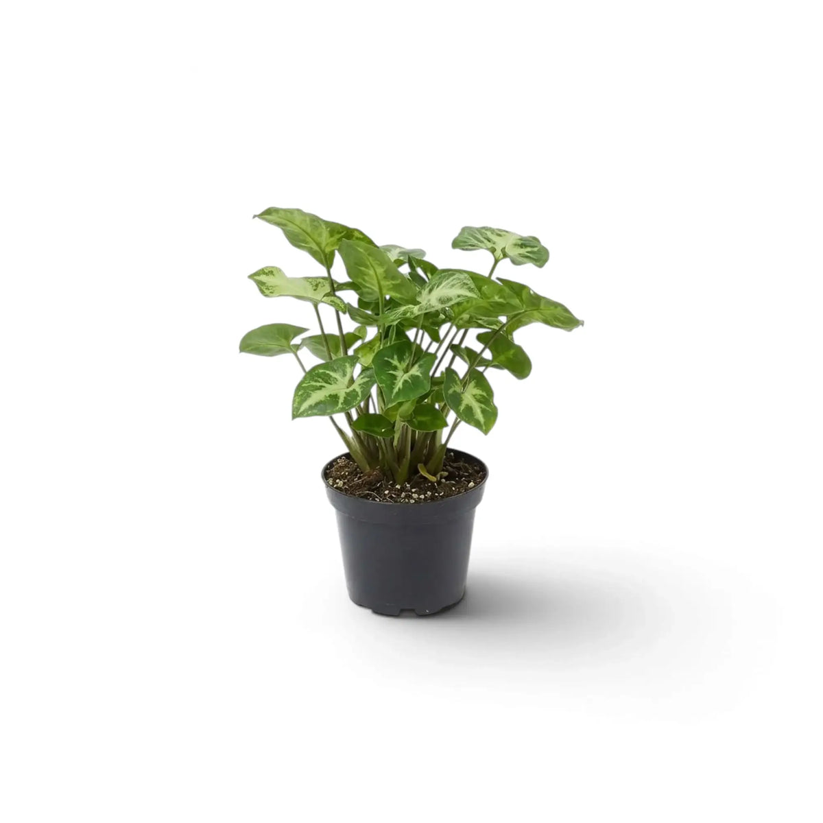 Syngonium 'Pixie' als Jungpflanze mit cremefarben gezeichneten grünen Blättern an schlanken, aufrechten Blattstielen.