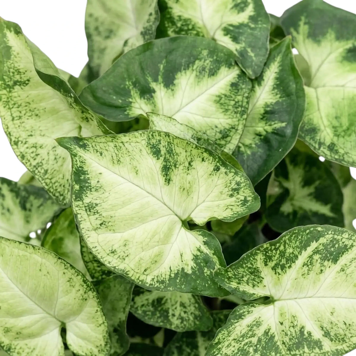 Nahaufnahme der Blätter von Syngonium 'Pixie' mit cremefarbenen Blattmitten und dunkelgrün gesprenkelten Rändern.