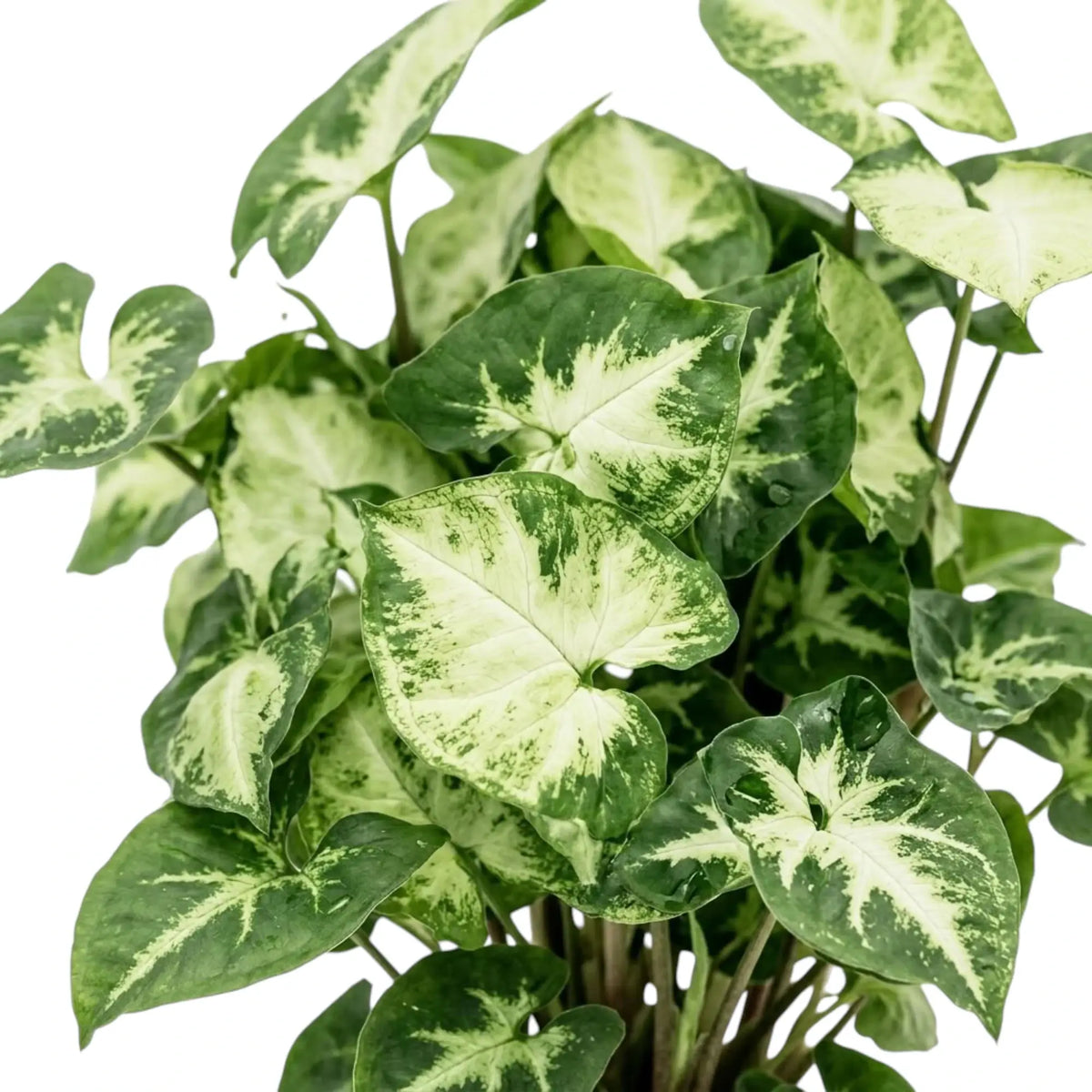Nahaufnahme des Laubs von Syngonium 'Pixie' mit unregelmäßig geformten cremefarbenen Blattmitten, die dunkelgrün umrandet sind.