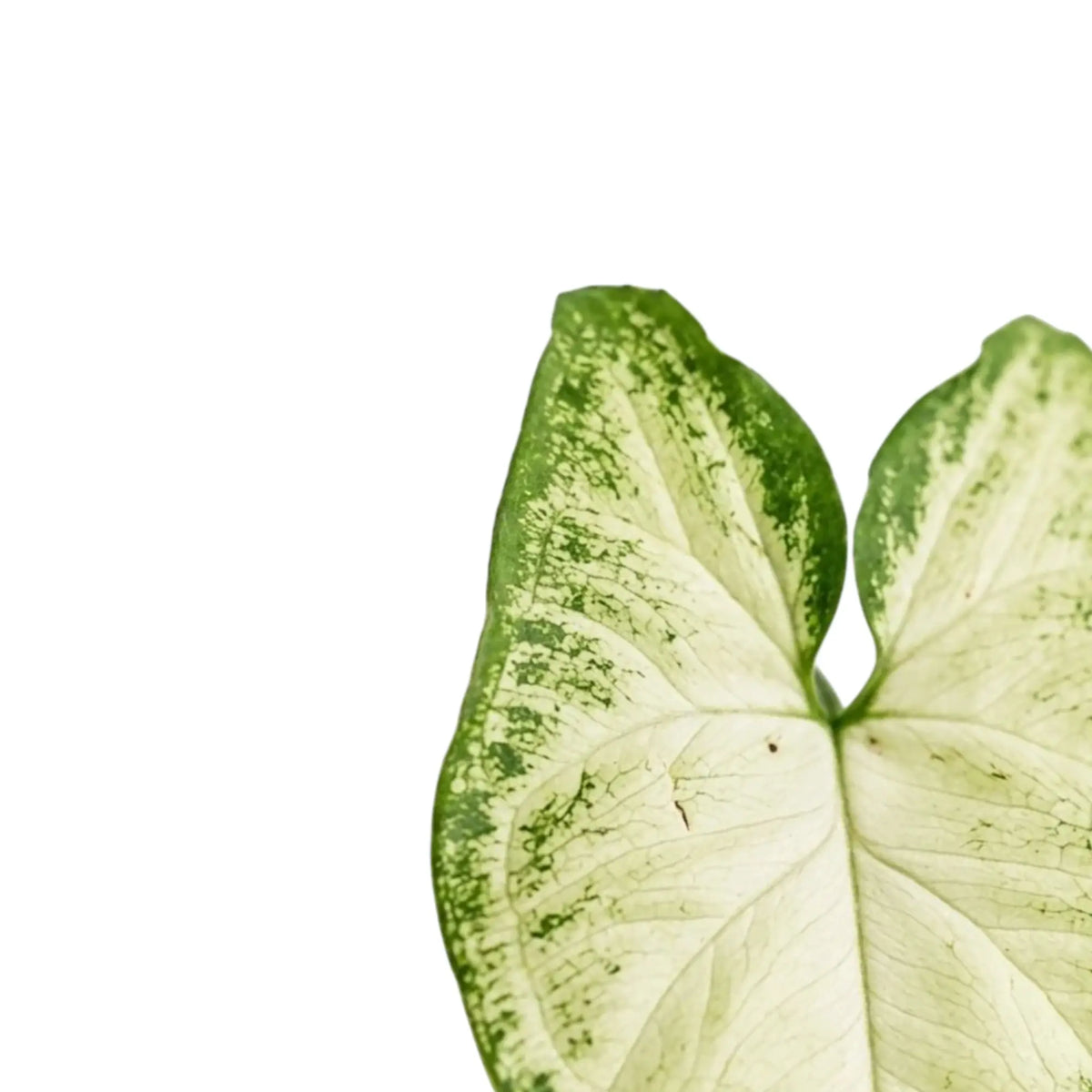 Nahaufnahme eines Blattes von Syngonium 'Pixie' mit cremefarbener Mitte, feinen Blattadern und grün gesprenkeltem Rand.