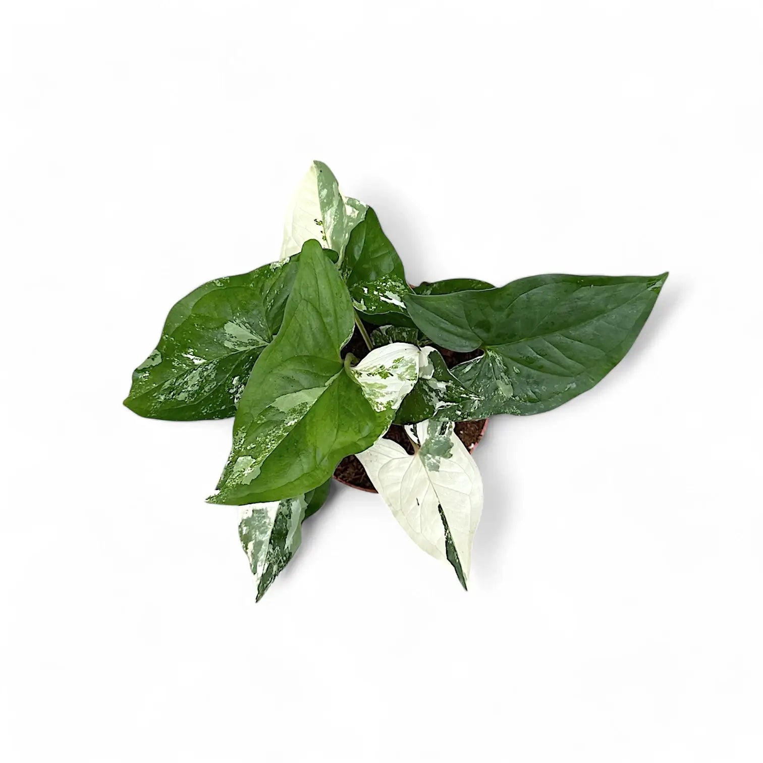 Syngonium podophyllum 'Albo Variegata' potted plant in nursery pot on white background.