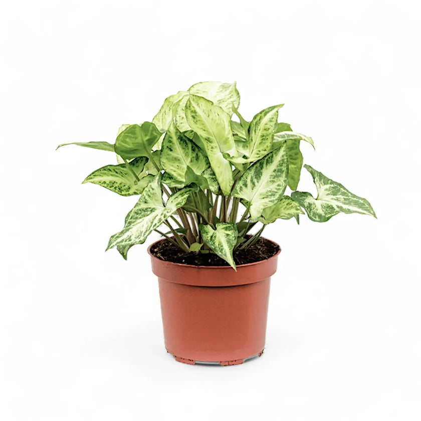 Syngonium podophyllum 'Arrow' potted plant in nursery pot on white background.