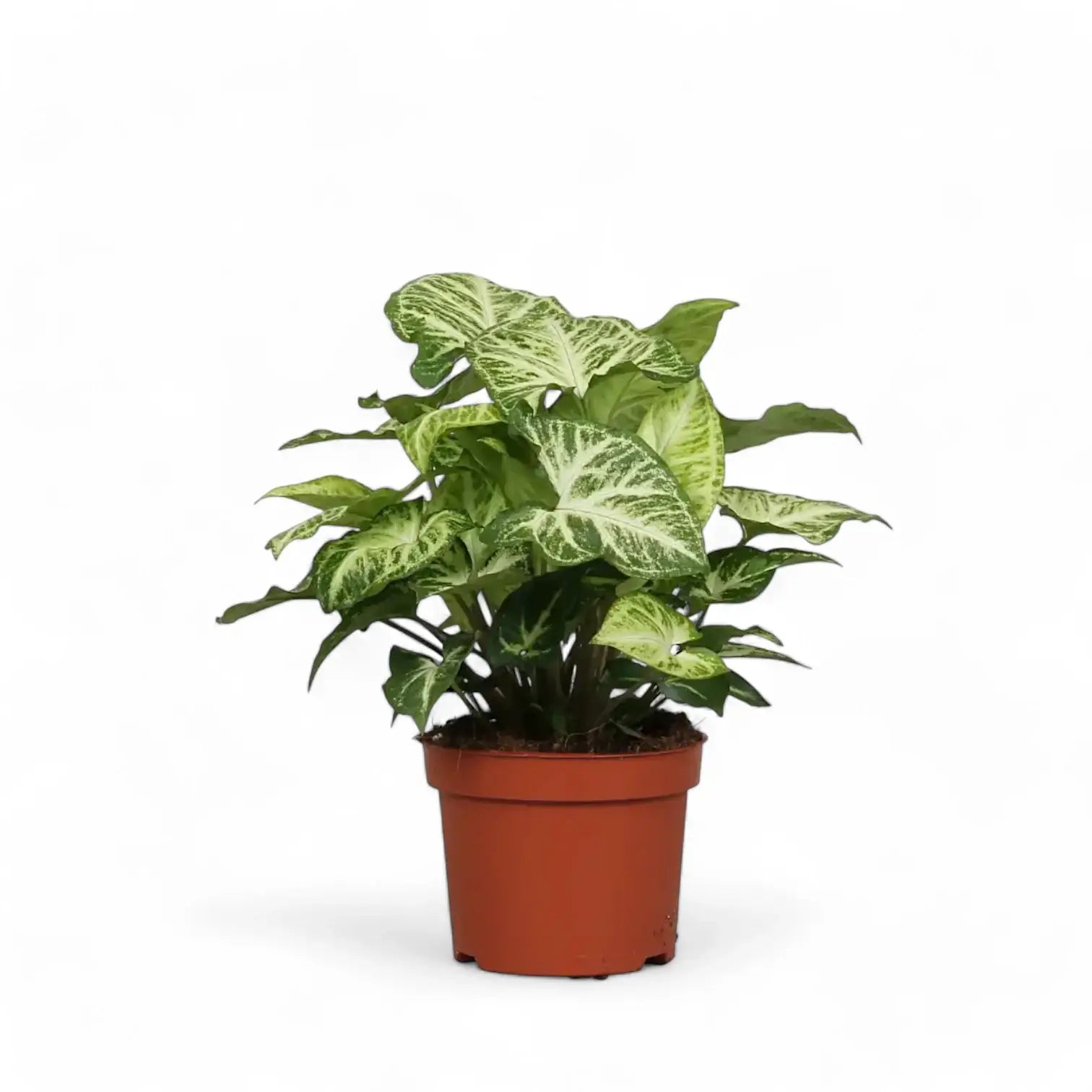 Syngonium podophyllum 'Arrow' potted plant in nursery pot on white background.