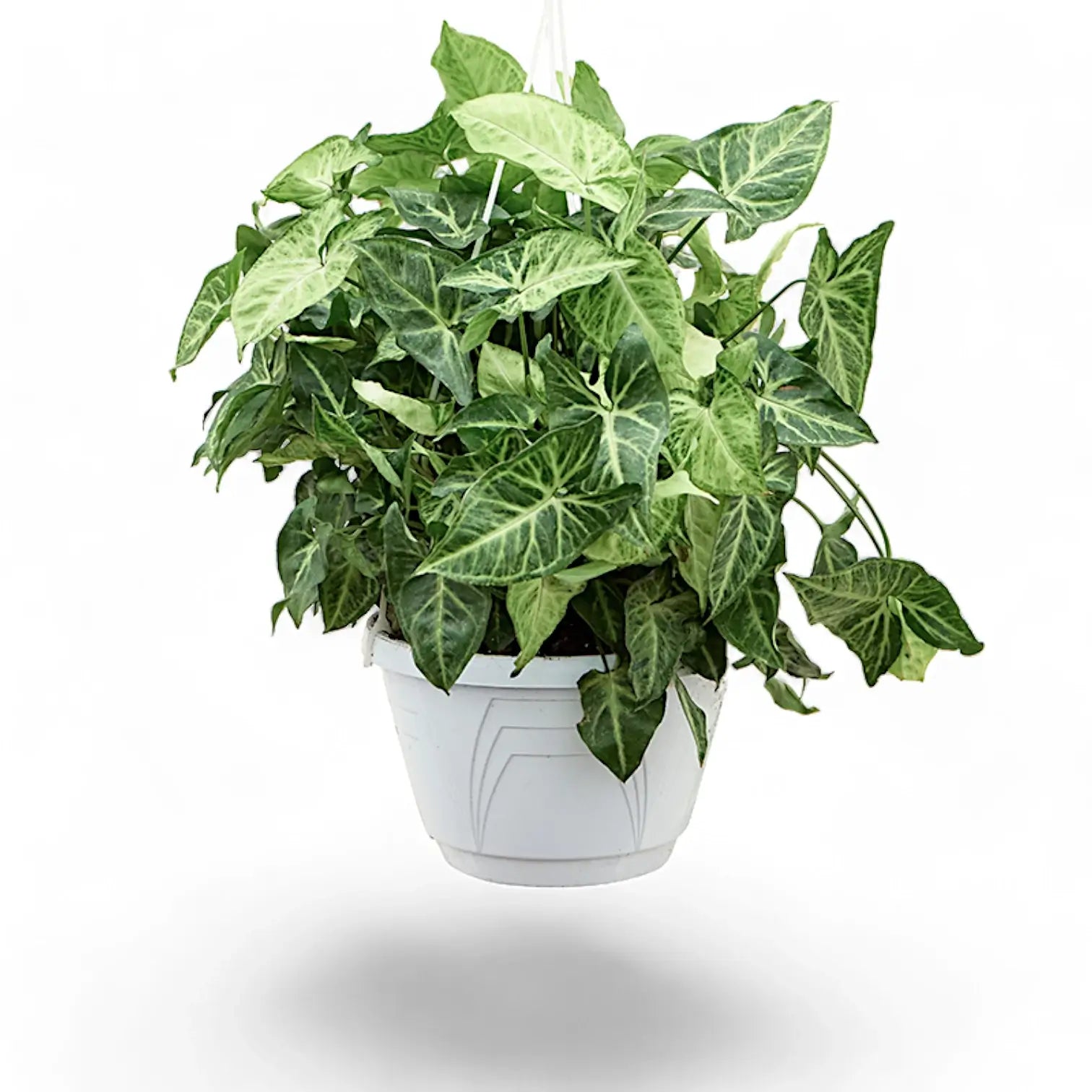 Syngonium podophyllum 'Arrow' potted plant in nursery pot on white background.