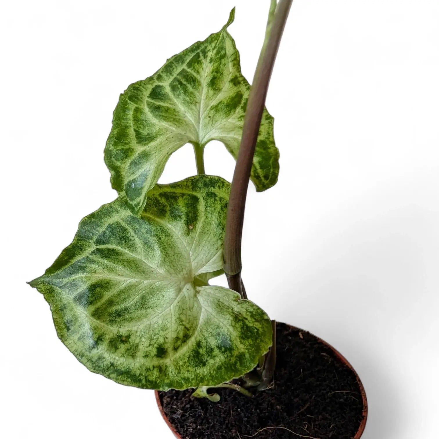 Syngonium podophyllum 'Batik' ('Golden venation') – Zimmerpflanze im Kulturtopf auf weißem Hintergrund, Produktfoto 12.