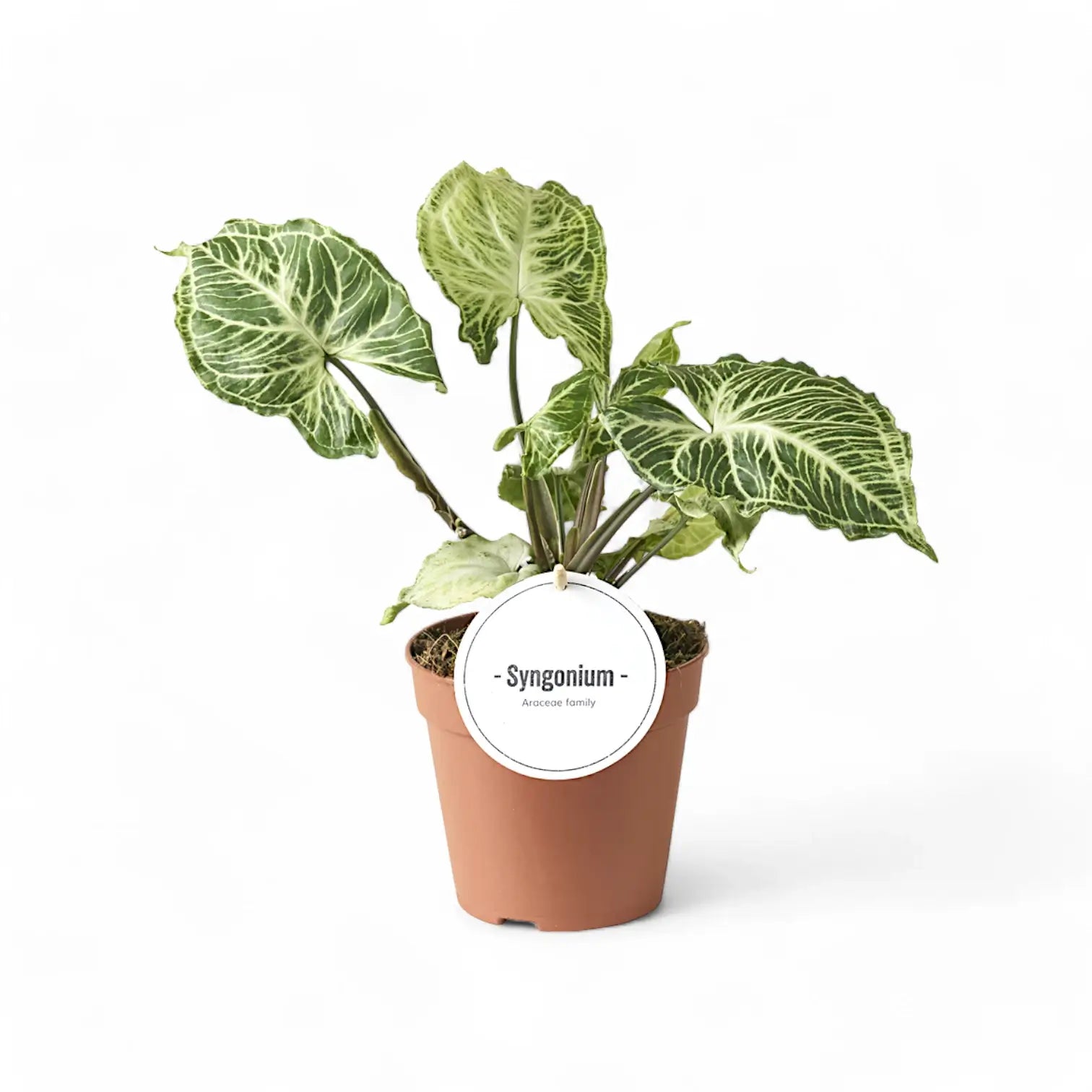 Syngonium podophyllum 'Batik' ('Golden venation') – Zimmerpflanze im Kulturtopf auf weißem Hintergrund, Produktfoto 2.