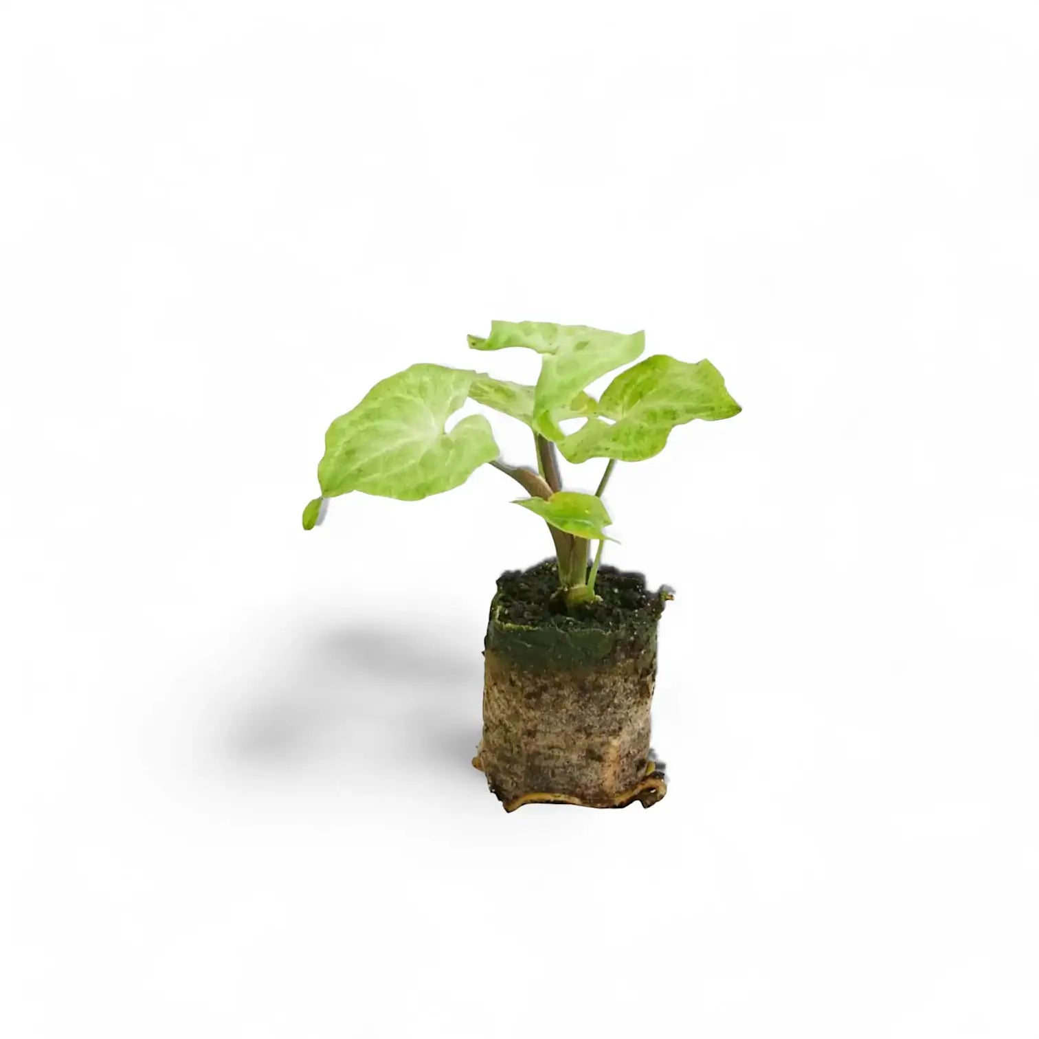 Syngonium podophyllum 'Batik' ('Golden venation') – Zimmerpflanze im Kulturtopf auf weißem Hintergrund, Produktfoto 4.