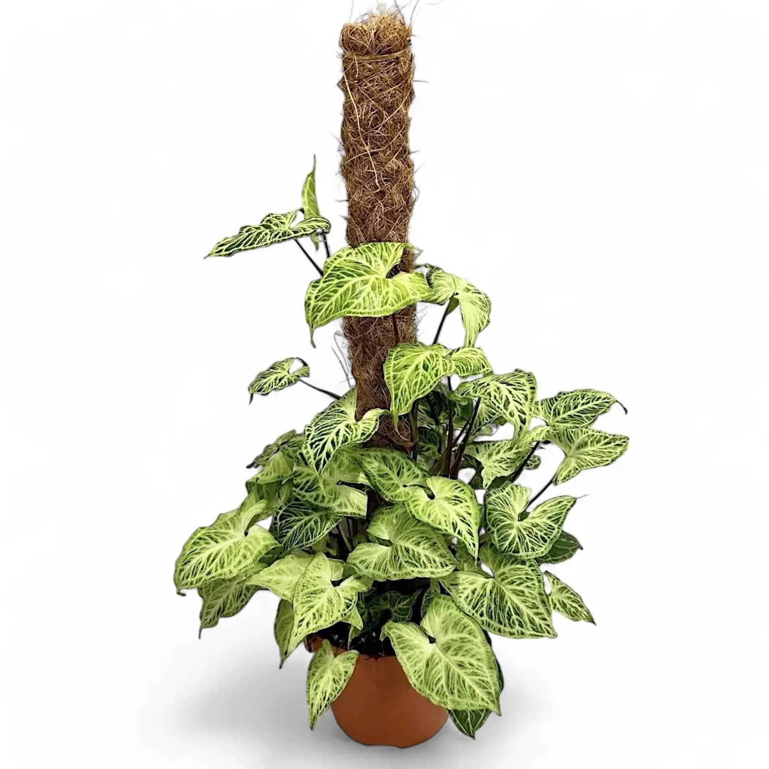 Syngonium podophyllum 'Batik' ('Golden venation') – Zimmerpflanze im Kulturtopf auf weißem Hintergrund, Produktfoto 8.