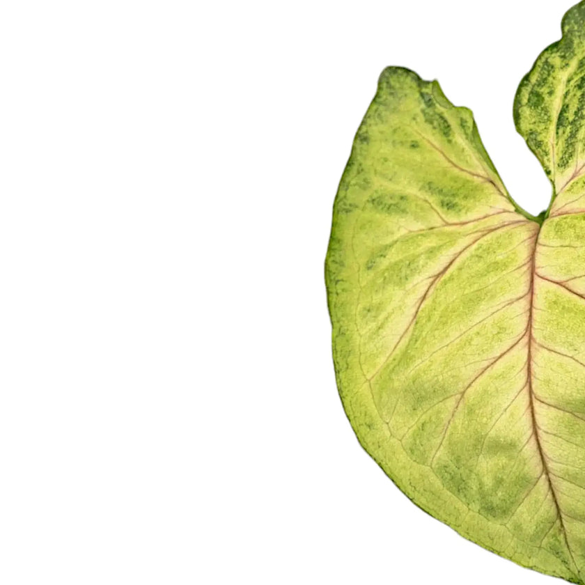 Syngonium podophyllum 'Bob Allusion' leaf detail on white background.