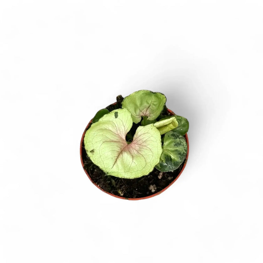 Syngonium podophyllum 'Bob Allusion' potted plant in nursery pot on white background.