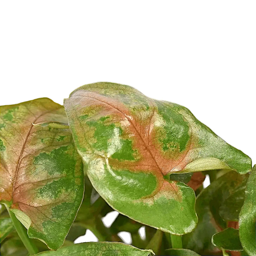 Syngonium podophyllum 'Christmas' close-up of leaf on white background.