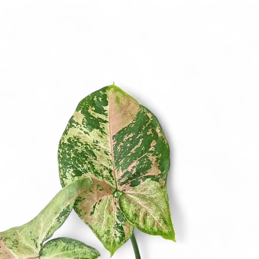 Syngonium podophyllum 'Confetti Tricolor' close-up of leaf on white background.