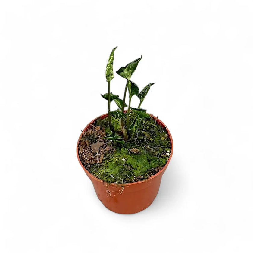 Syngonium podophyllum 'Godzilla' potted plant in nursery pot on white background.