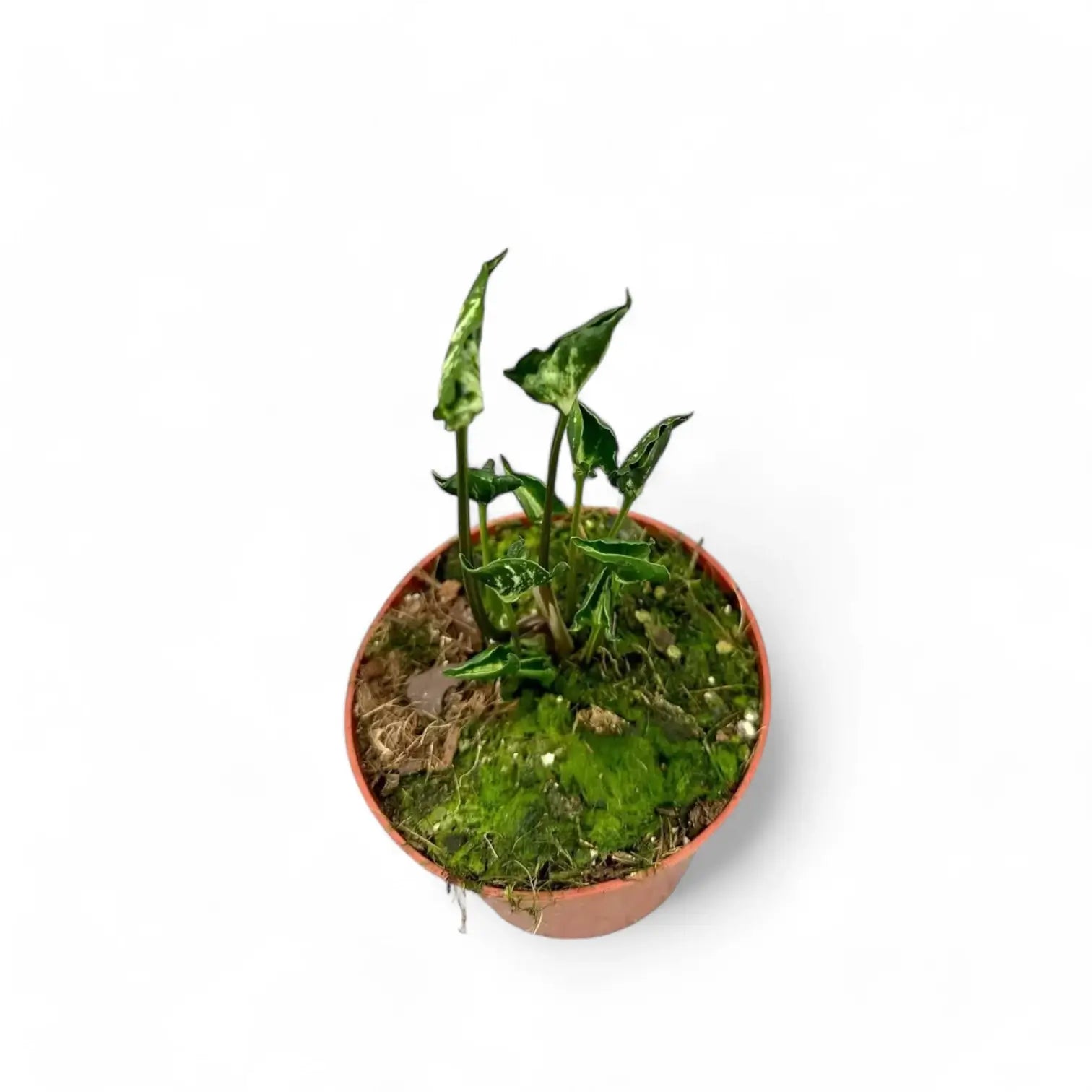 Syngonium podophyllum 'Godzilla' potted plant in nursery pot on white background.