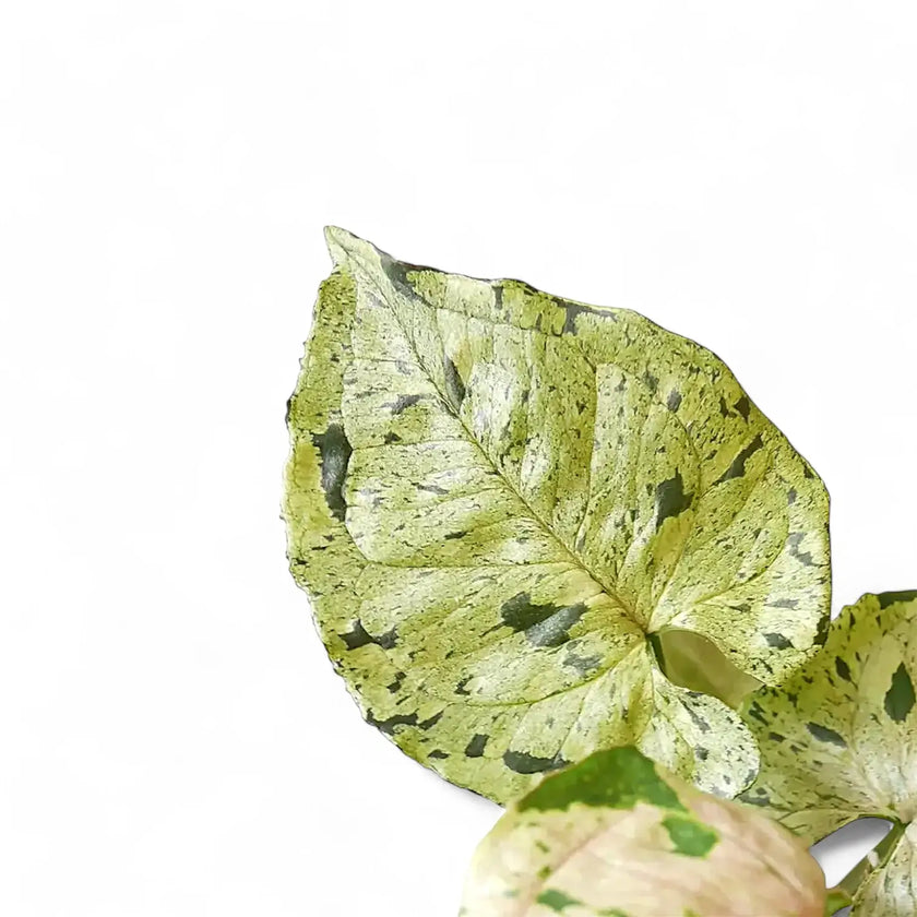 Syngonium podophyllum 'Green Splash' ('Grey Ghost') close-up of leaf on white background.