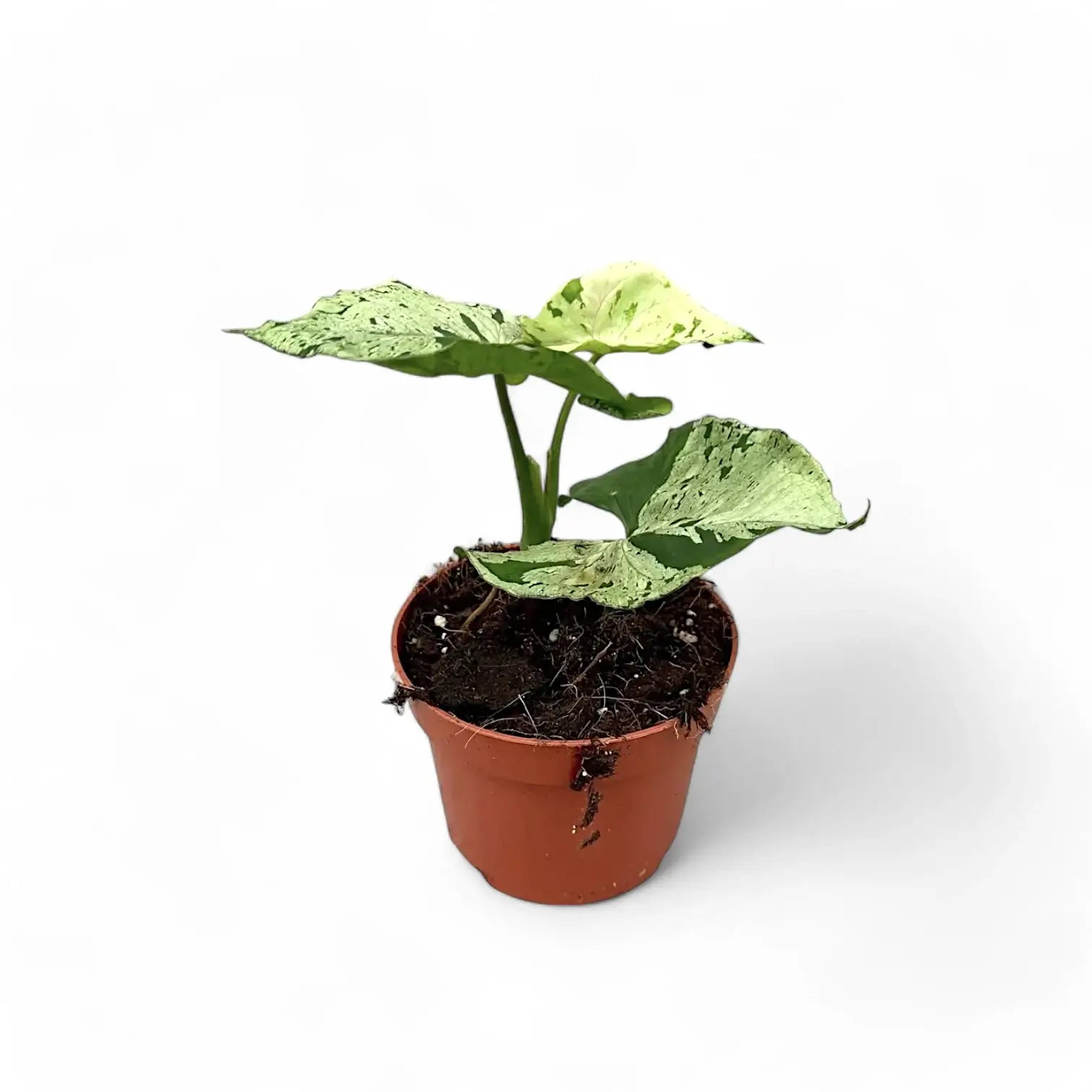 Syngonium podophyllum 'Green Splash' ('Grey Ghost') potted plant in nursery pot on white background.