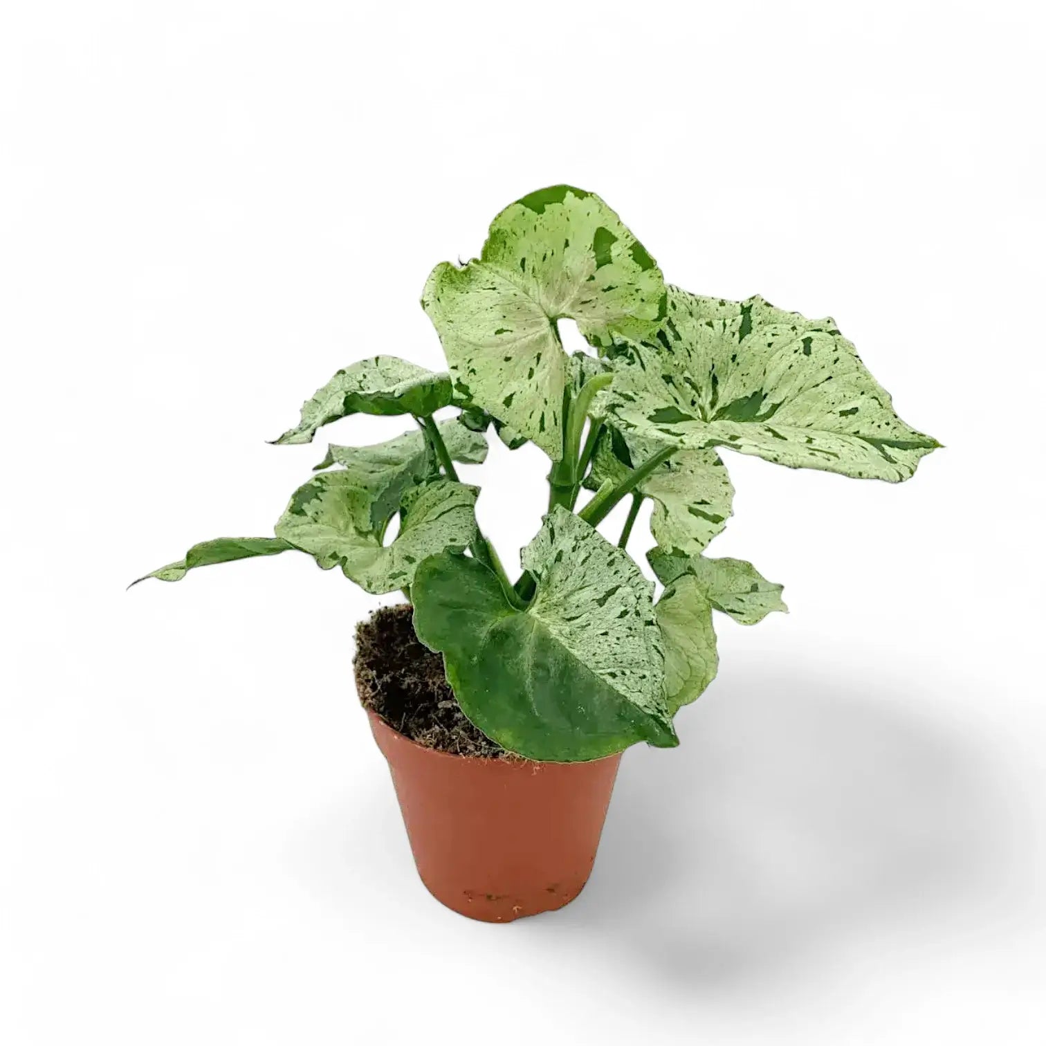 Syngonium podophyllum 'Green Splash' ('Grey Ghost') potted plant in nursery pot on white background.