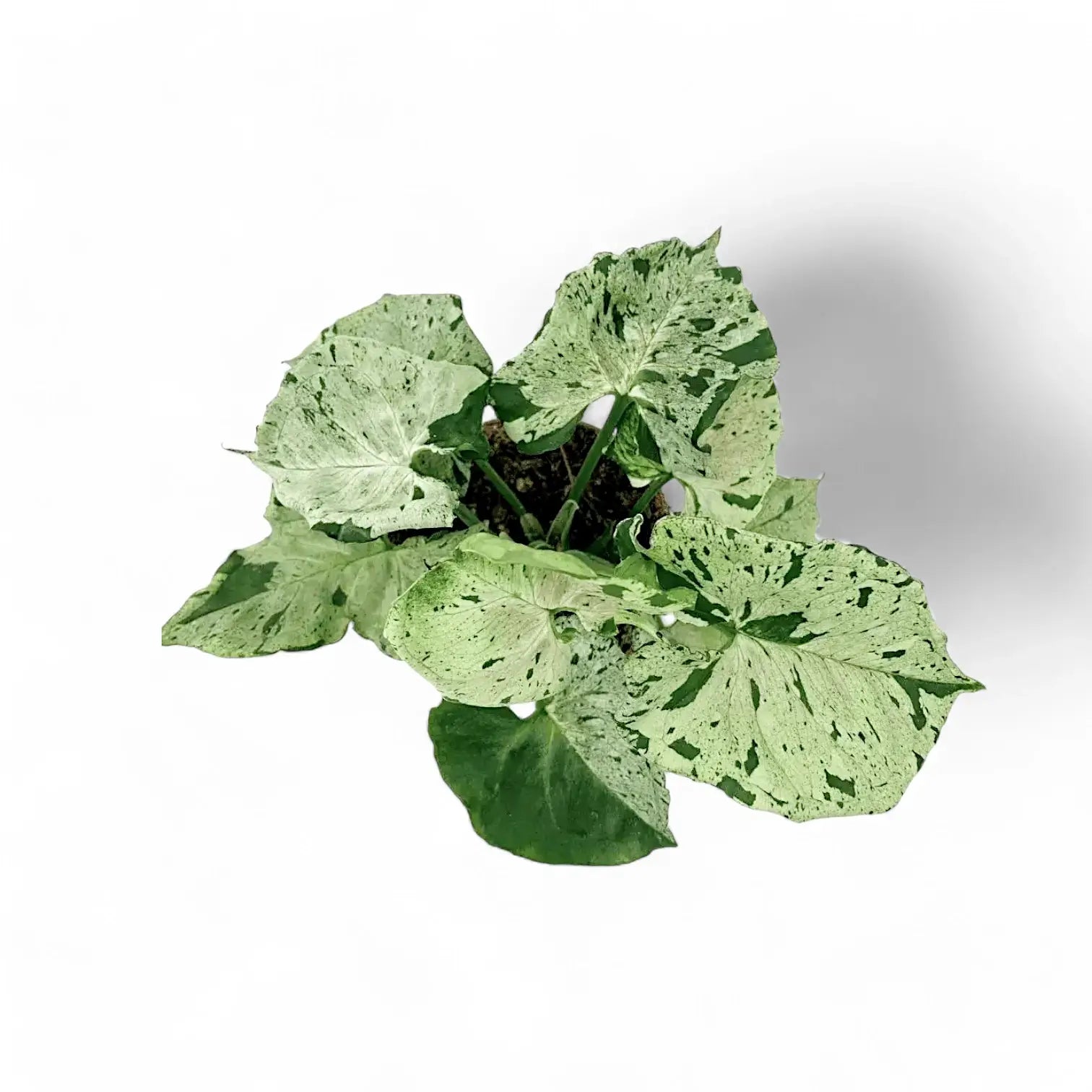 Syngonium podophyllum 'Green Splash' ('Grey Ghost') potted plant in nursery pot on white background.
