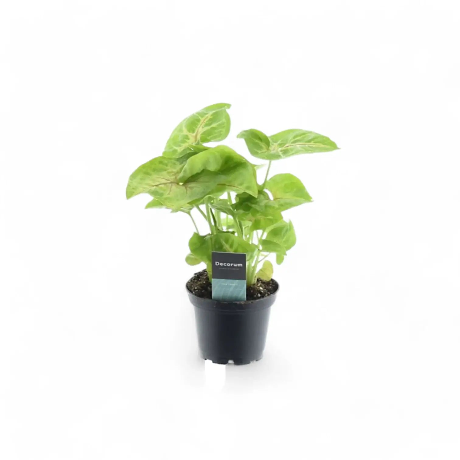 Syngonium podophyllum 'Mango allusion' – Zimmerpflanze im Kulturtopf auf weißem Hintergrund, Produktfoto 3.