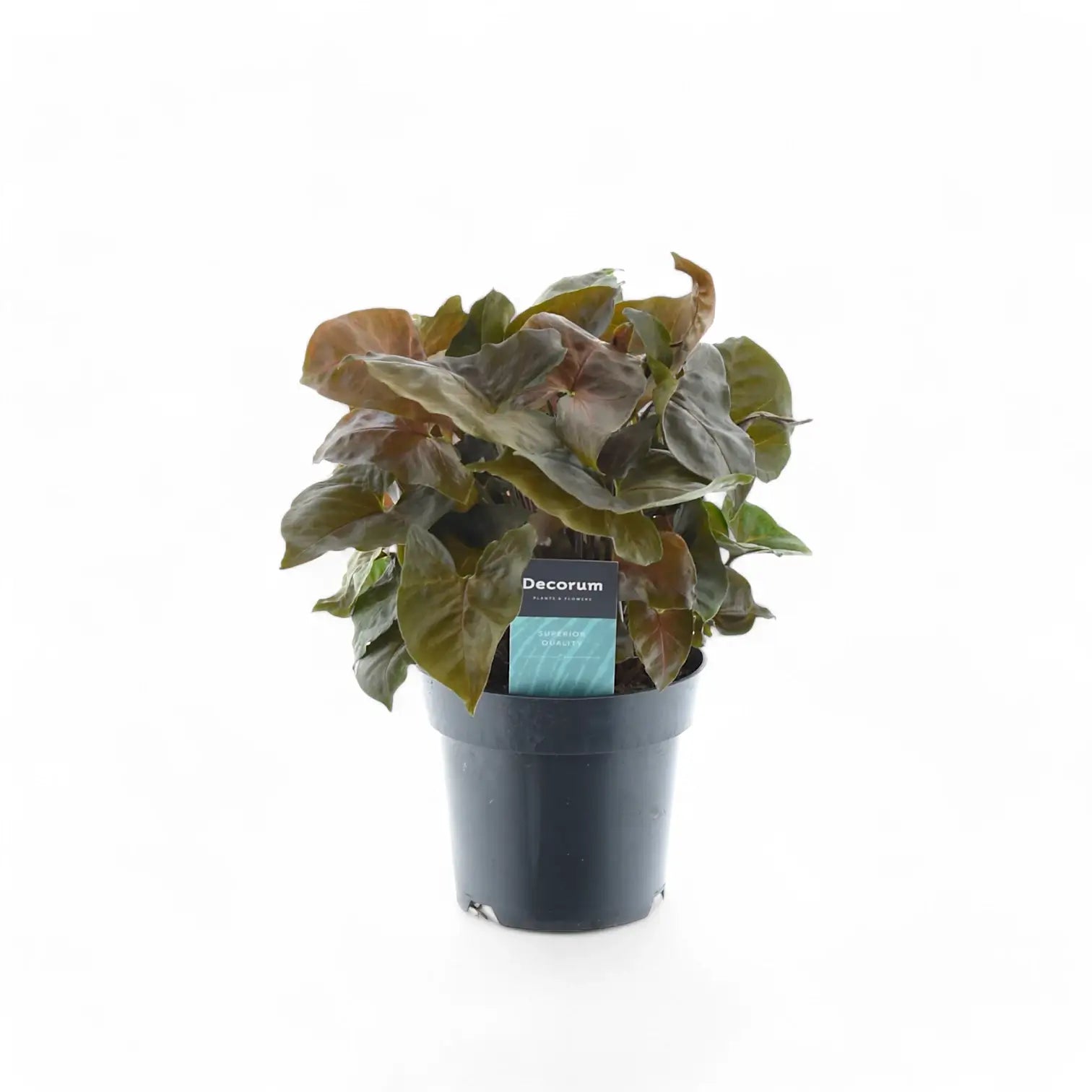 Syngonium podophyllum 'Maria Allusion' potted plant in nursery pot on white background.