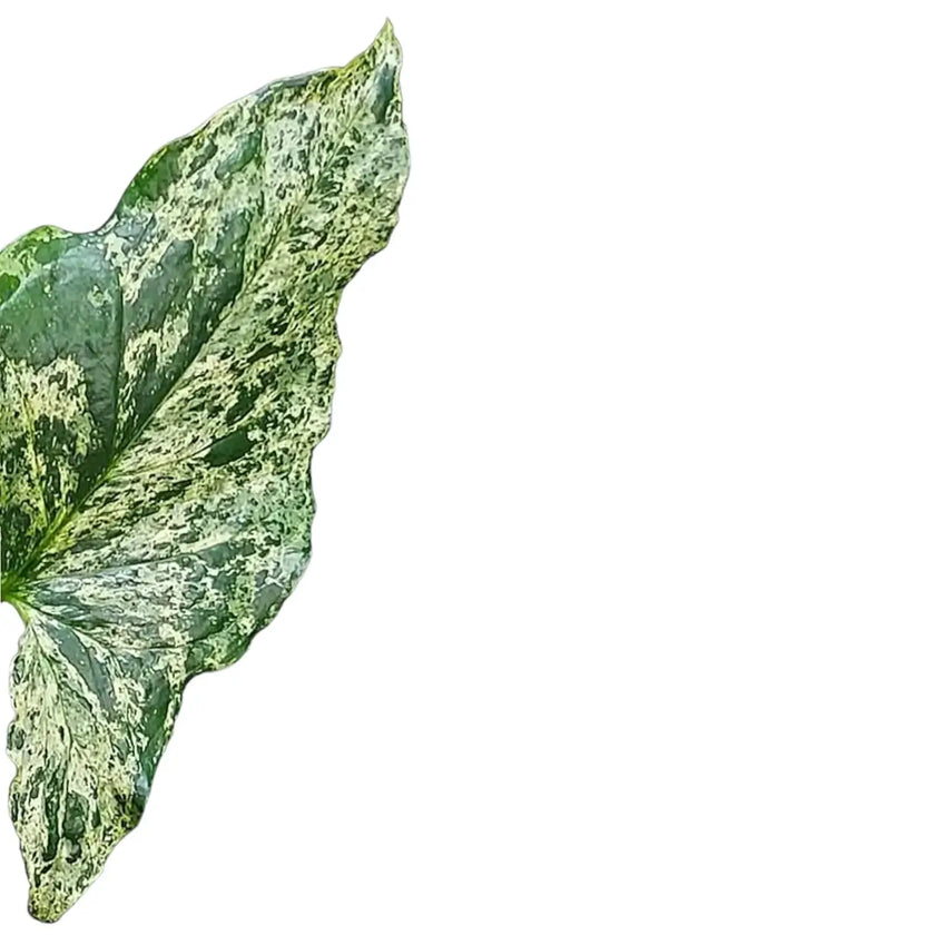 Syngonium podophyllum 'Mottled' leaf detail on white background.