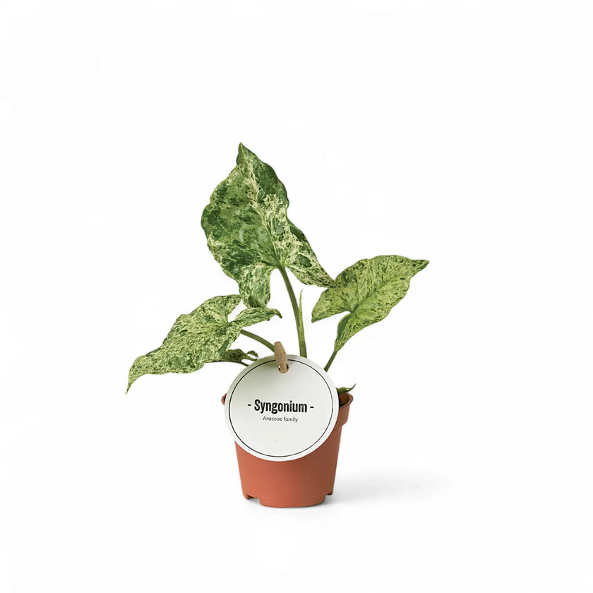 Syngonium podophyllum 'Mottled' potted plant in nursery pot on white background.