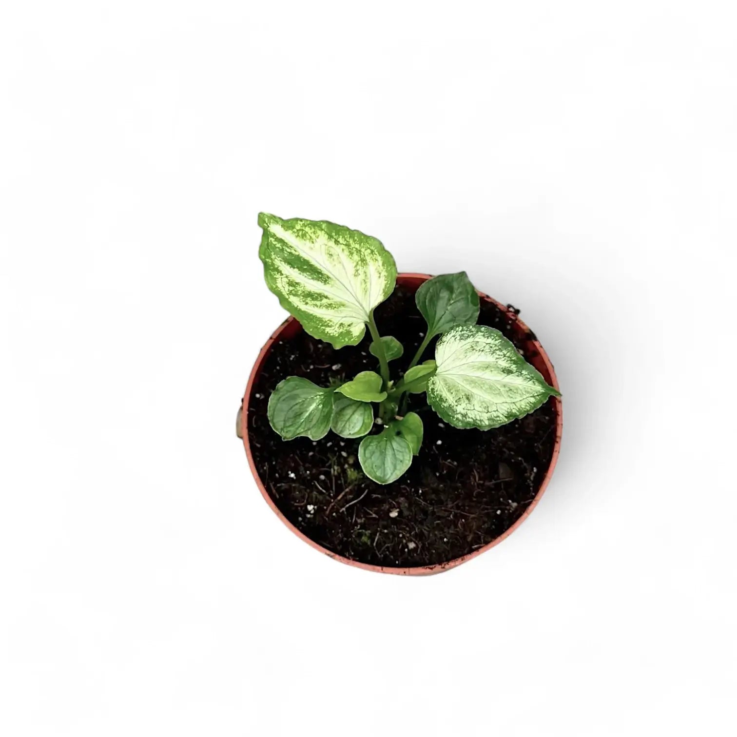 Syngonium podophyllum 'Mouse Ears' – Zimmerpflanze im Kulturtopf auf weißem Hintergrund, Produktfoto 2.