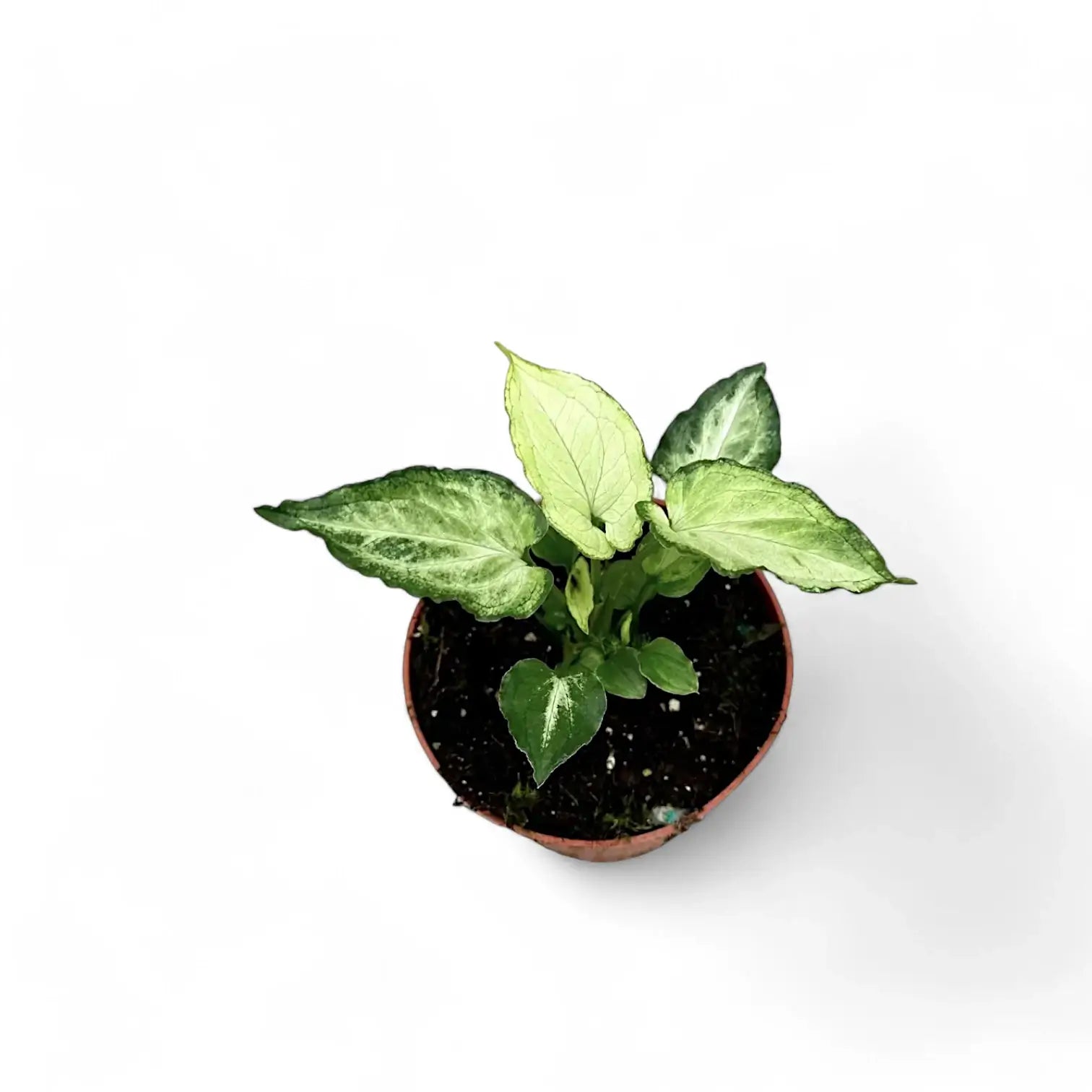Syngonium podophyllum 'Mouse Ears' – Zimmerpflanze im Kulturtopf auf weißem Hintergrund, Produktfoto 5.