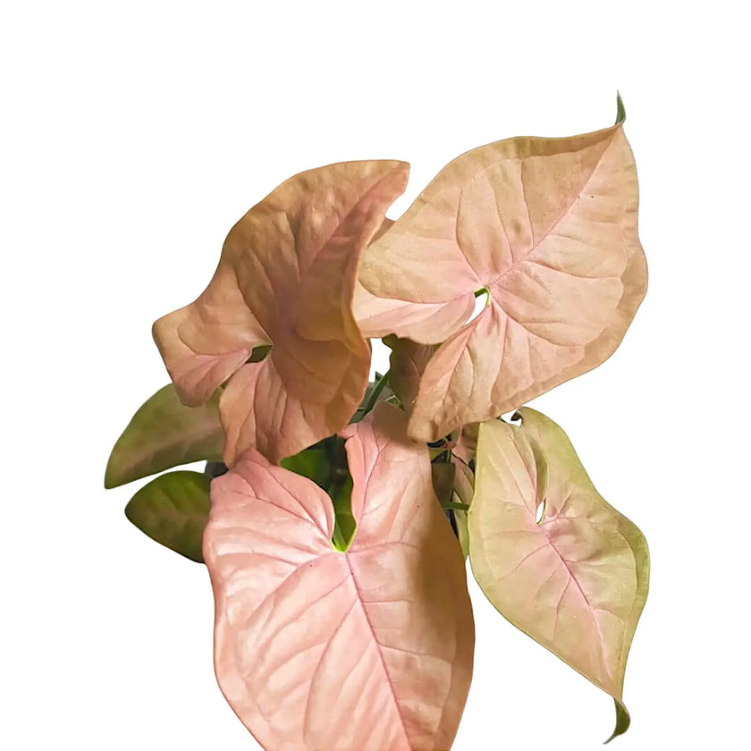 Syngonium podophyllum ‘Neon' close-up of leaf on white background.