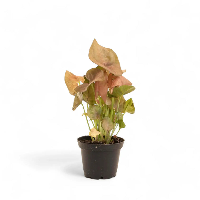 Syngonium podophyllum ‘Neon Robusta’.