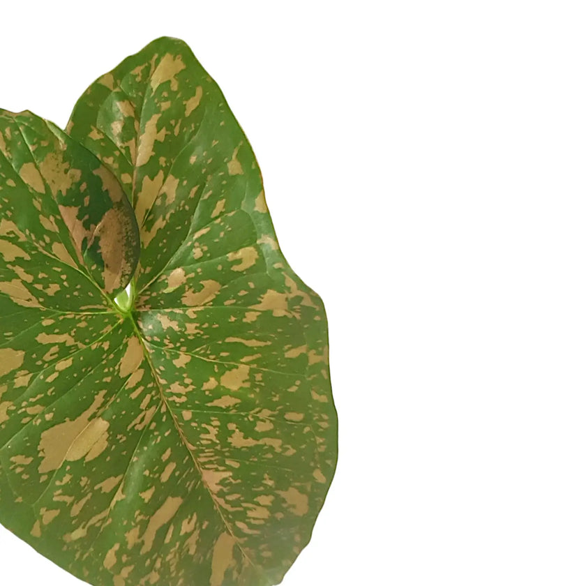 Syngonium podophyllum 'Pink splash allusion' close-up of leaf on white background.