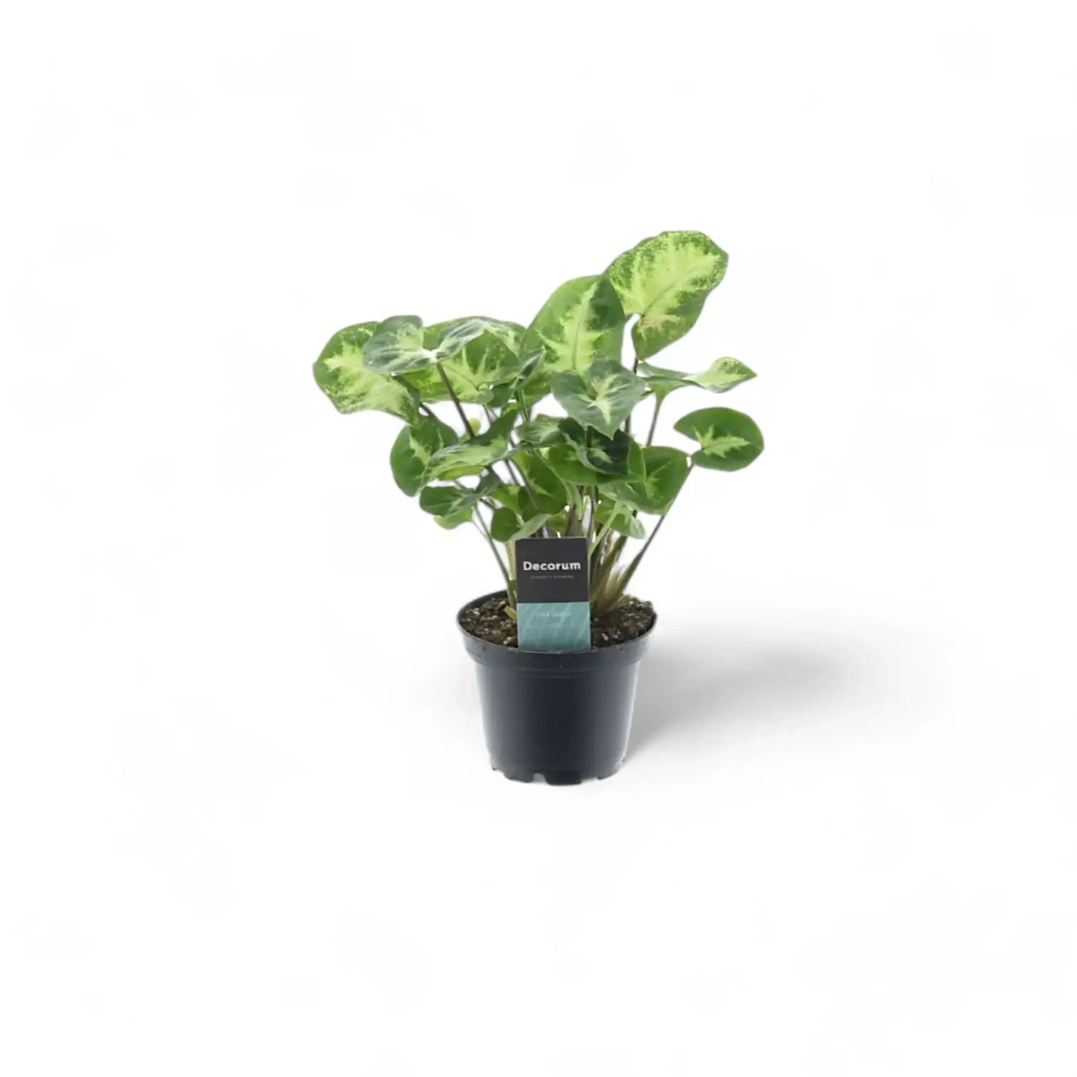 Syngonium podophyllum 'Pixie' aka 'Nana' potted plant in nursery pot on white background.
