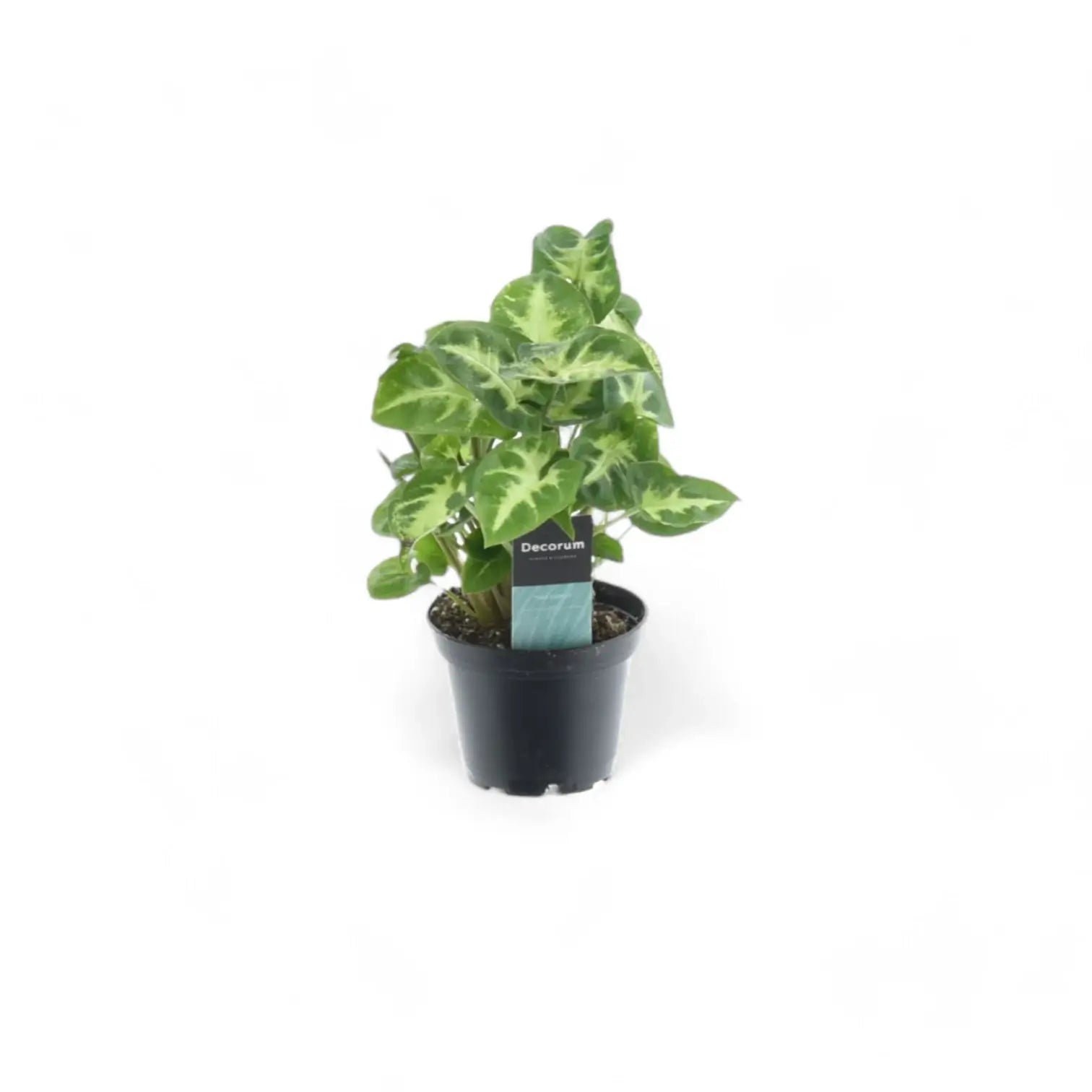 Syngonium podophyllum 'Pixie' aka 'Nana' potted plant in nursery pot on white background.
