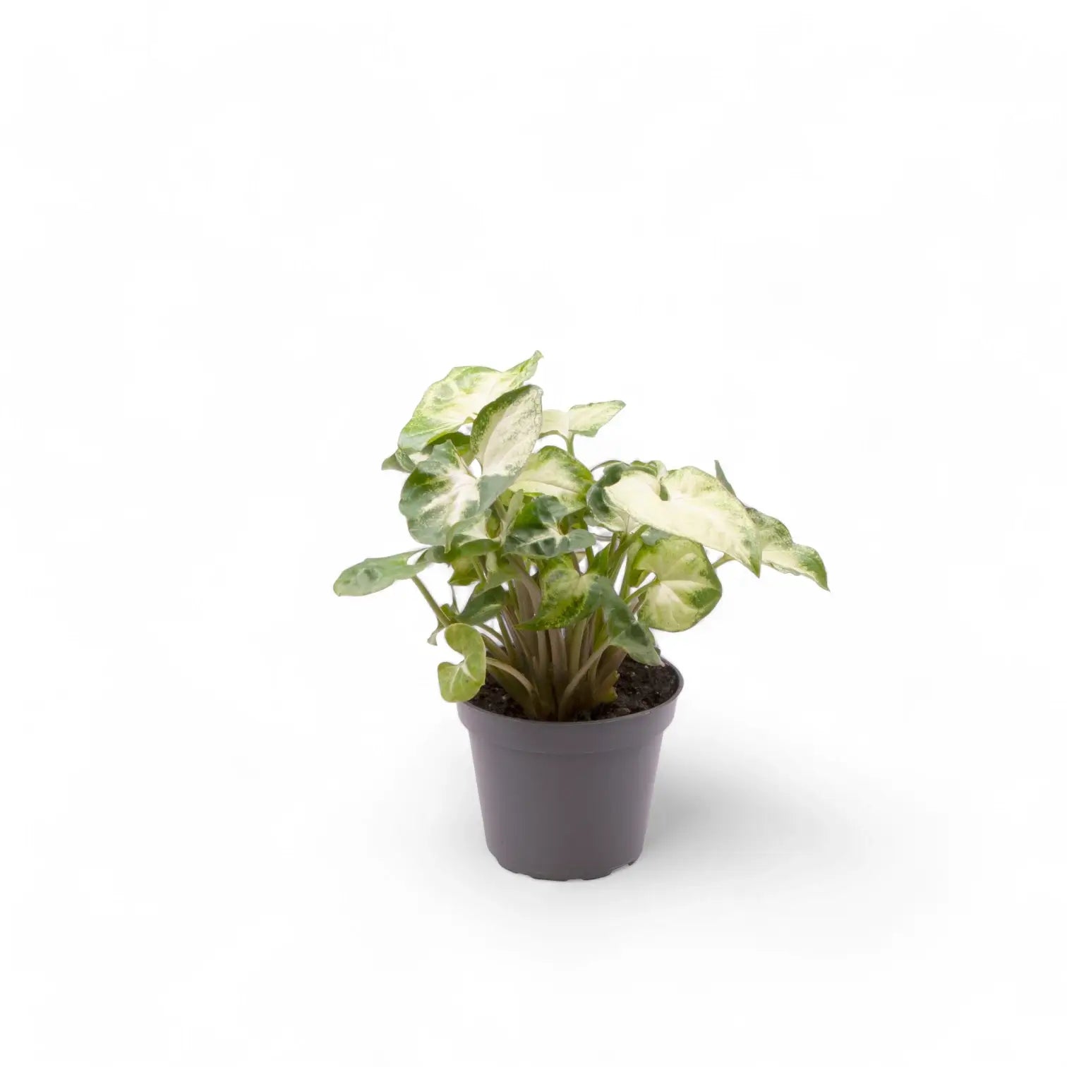 Syngonium podophyllum 'Pixie' aka 'Nana' potted plant in nursery pot on white background.