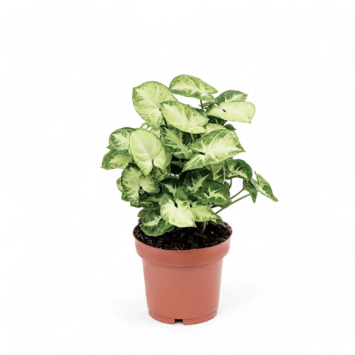 Syngonium podophyllum 'Pixie' aka 'Nana' potted plant in nursery pot on white background.